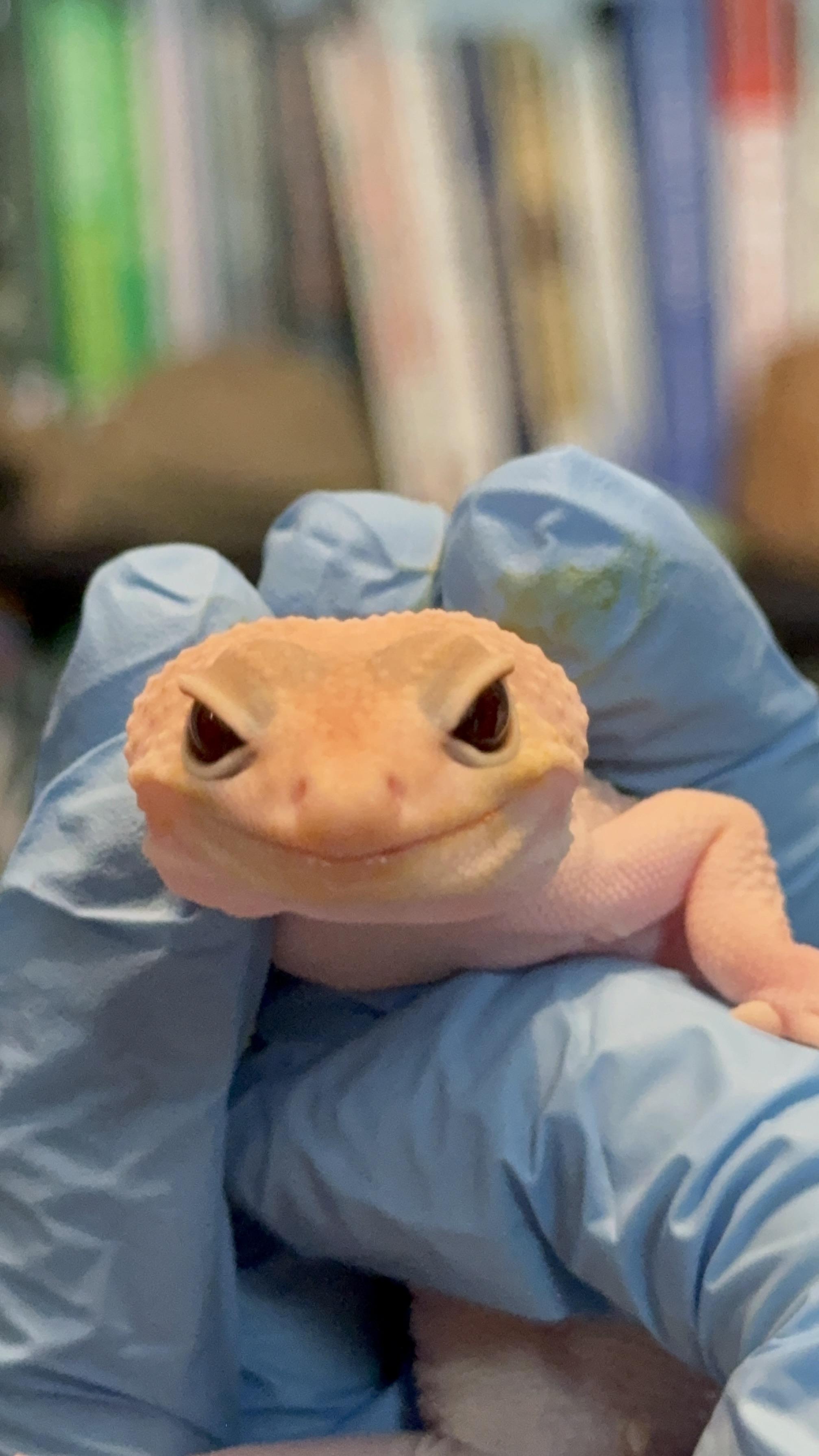Ghost, adoptable, Adult Male Lizard.