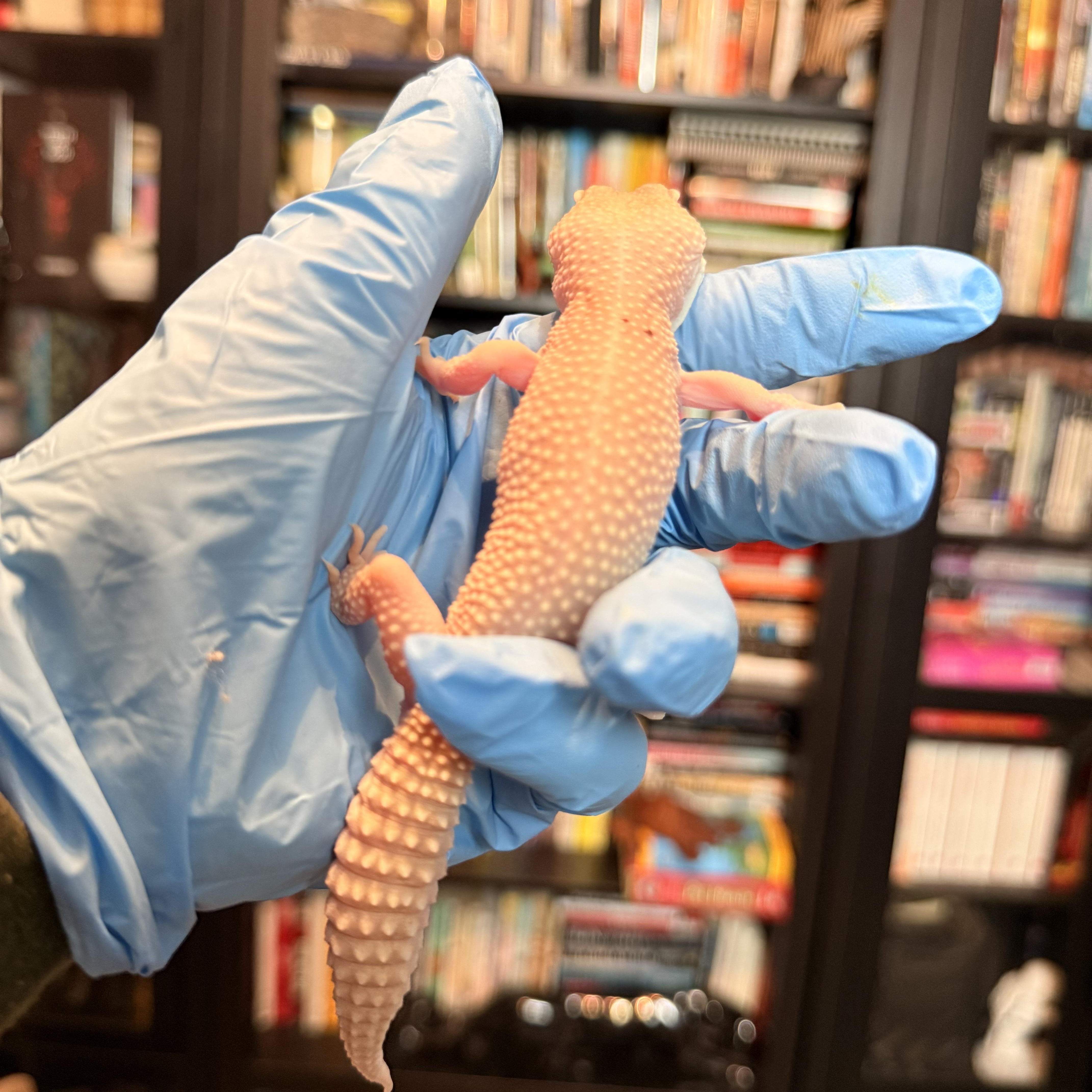 Ghost, an adoptable Lizard in JACKSON, NJ image 3/6