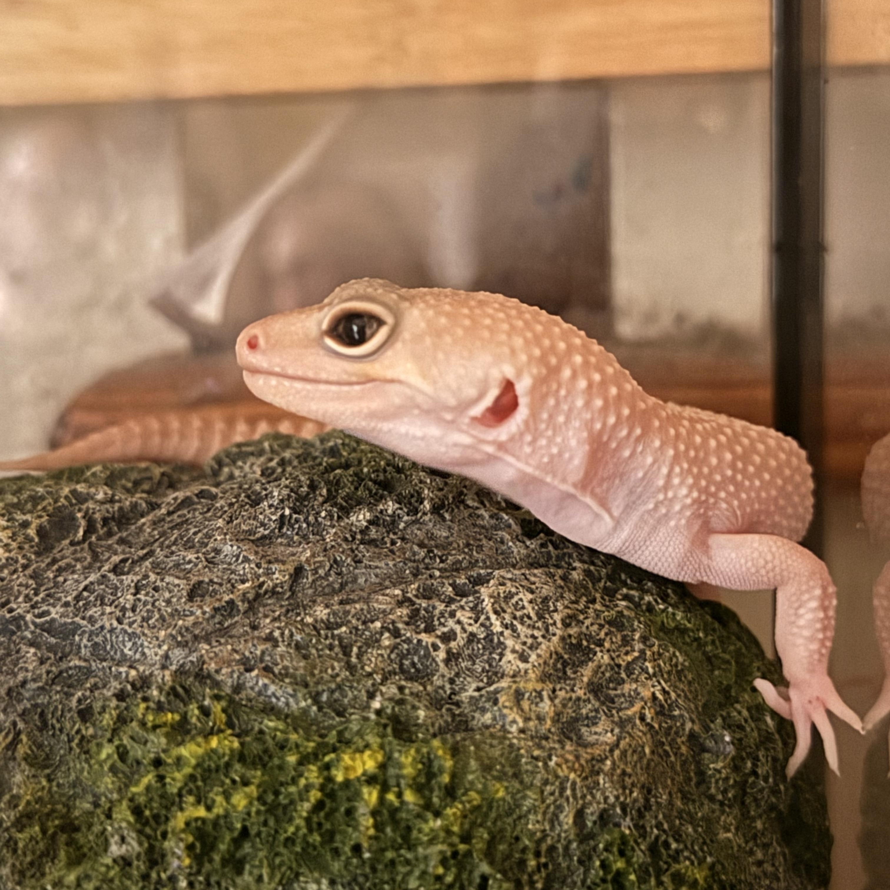 Ghost, an adoptable Lizard in JACKSON, NJ image 2/6