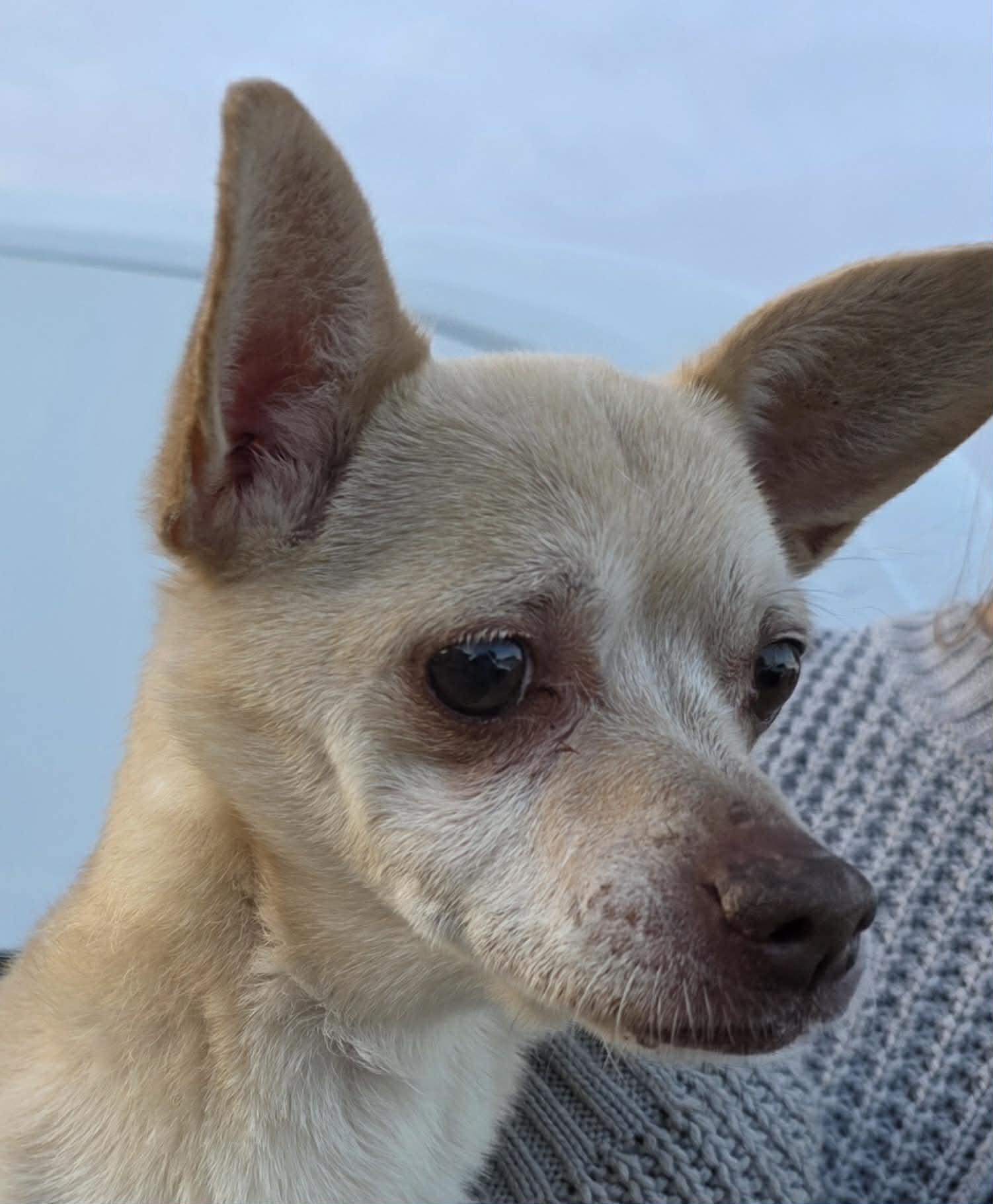 Chimichanga, Adoptable, Adult Male Chihuahua.