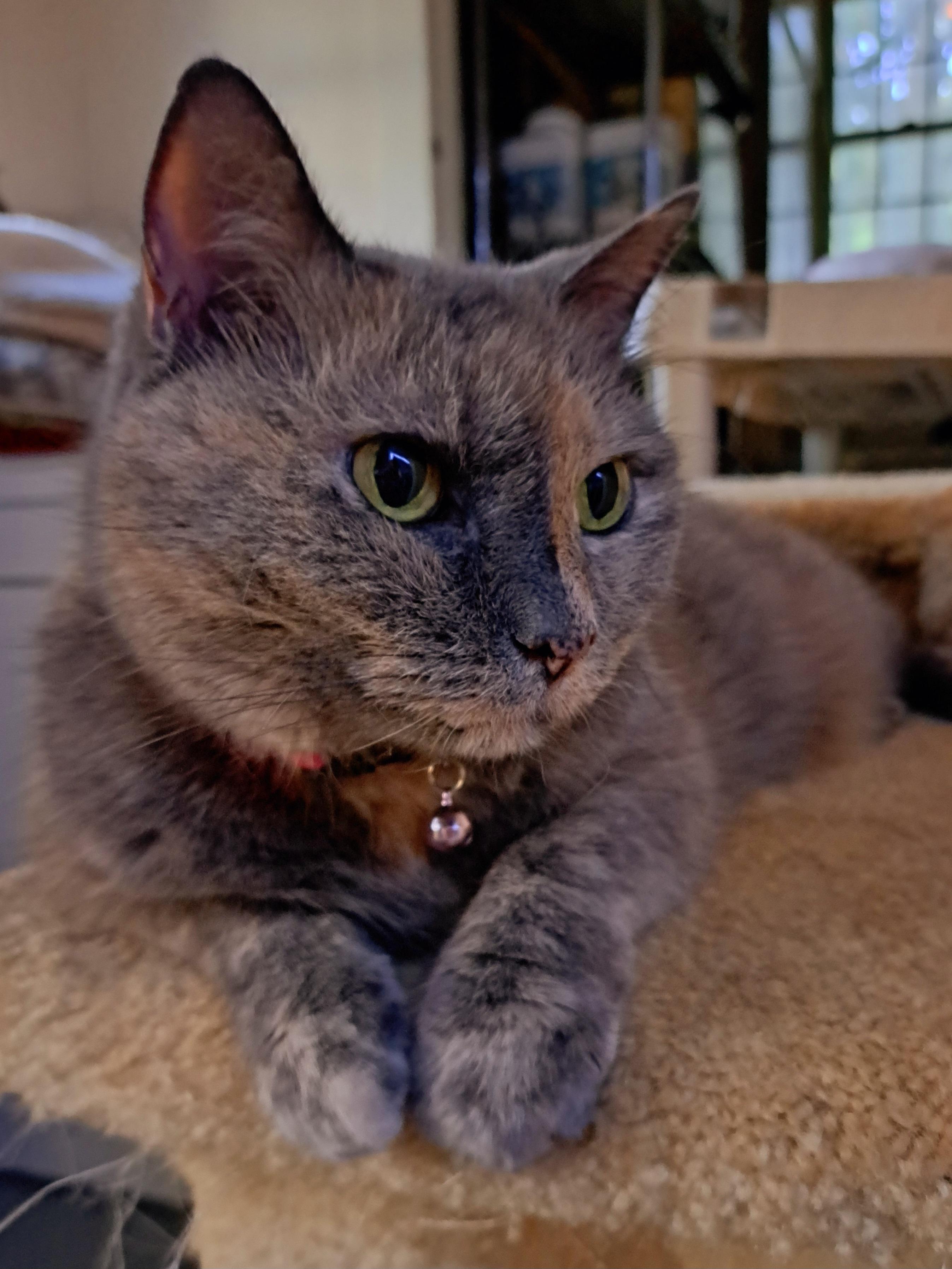 LOTTIE MOON, an adoptable Dilute Tortoiseshell in Wilmington, NC, 28403 | Photo Image 1