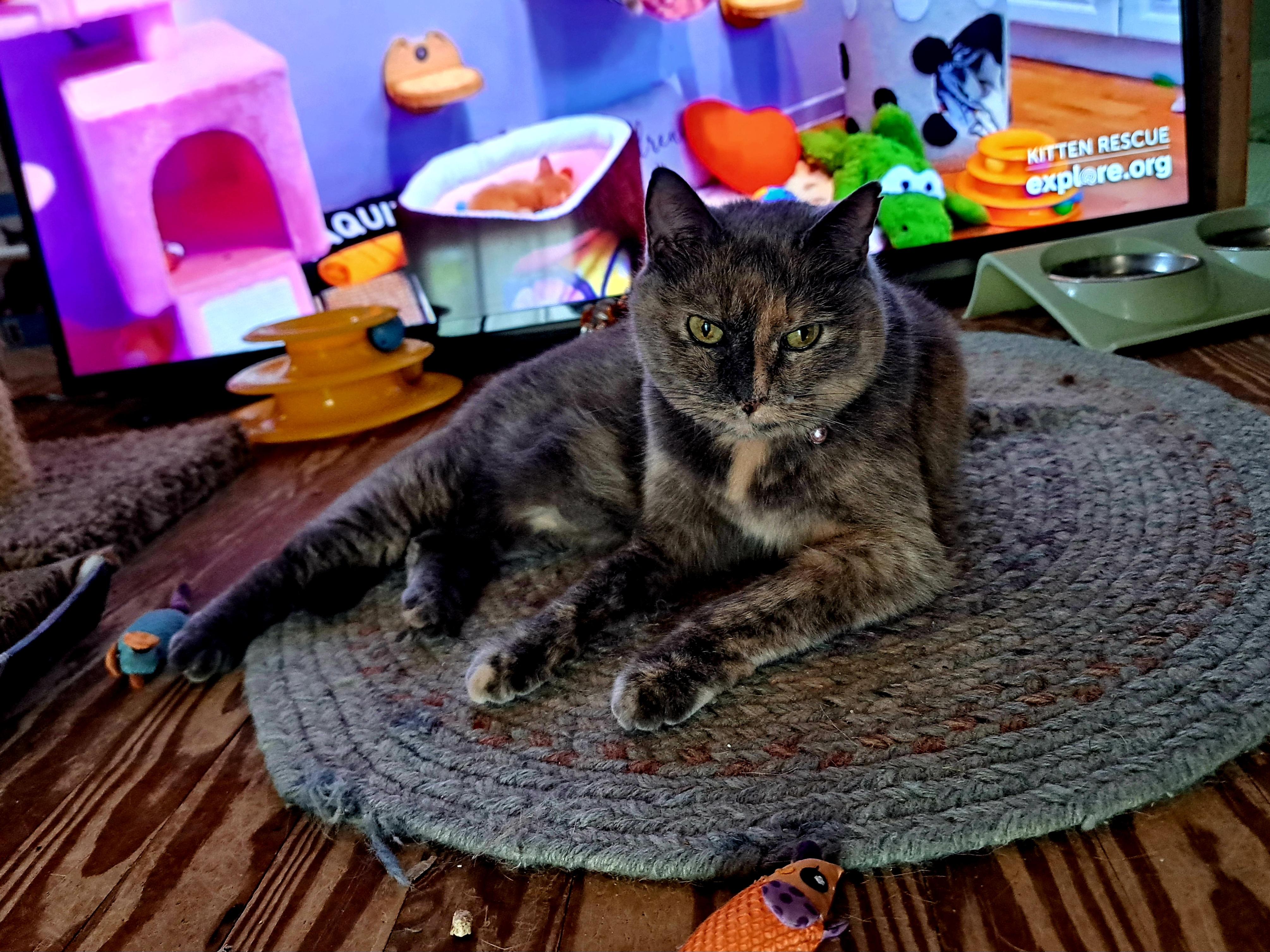 LOTTIE MOON, an adoptable Dilute Tortoiseshell in Wilmington, NC, 28403 | Photo Image 3