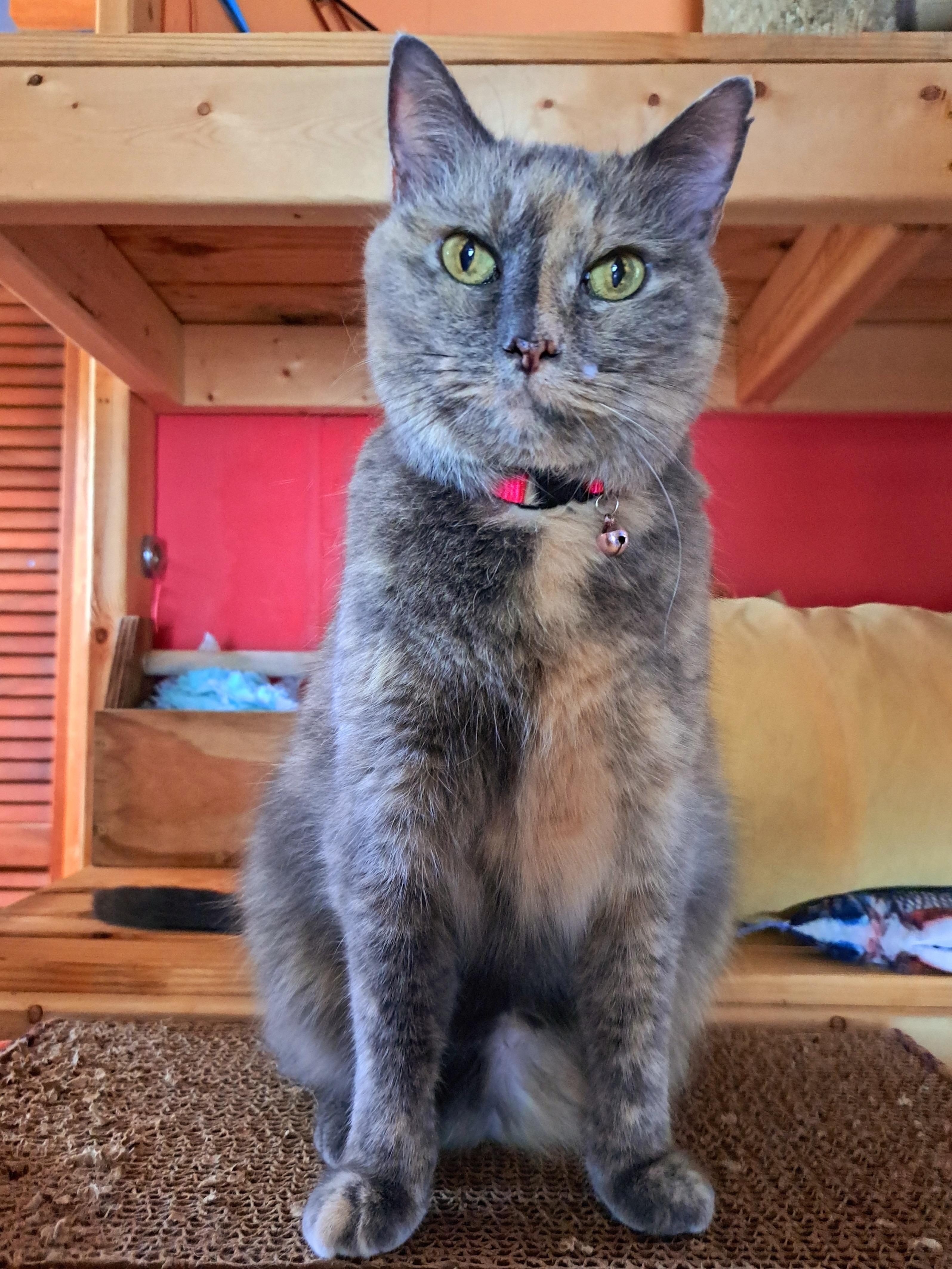 LOTTIE MOON, an adoptable Dilute Tortoiseshell in Wilmington, NC, 28403 | Photo Image 2
