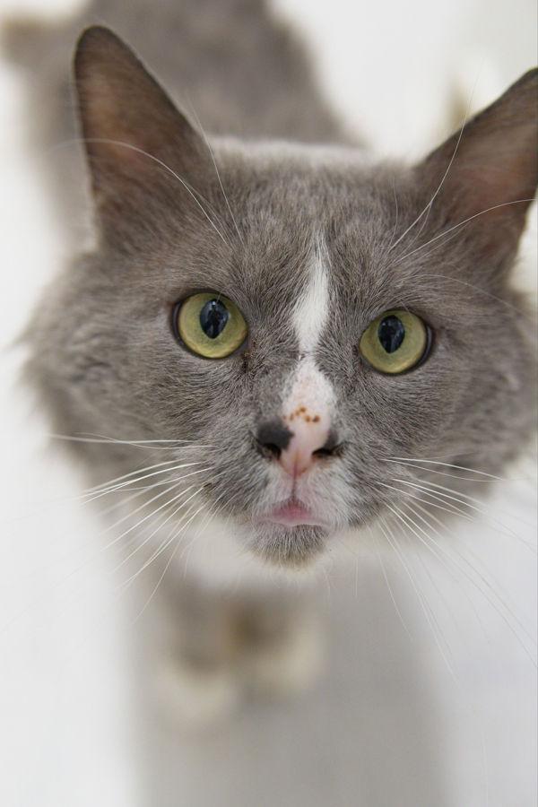 Enlarge Lance Cat 6, a Adoptable mixed breed in Squamish, BC image 1/2