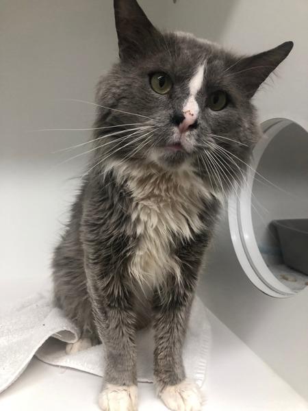 Enlarge Lance Cat 6, a Adoptable mixed breed in Squamish, BC image 2/2