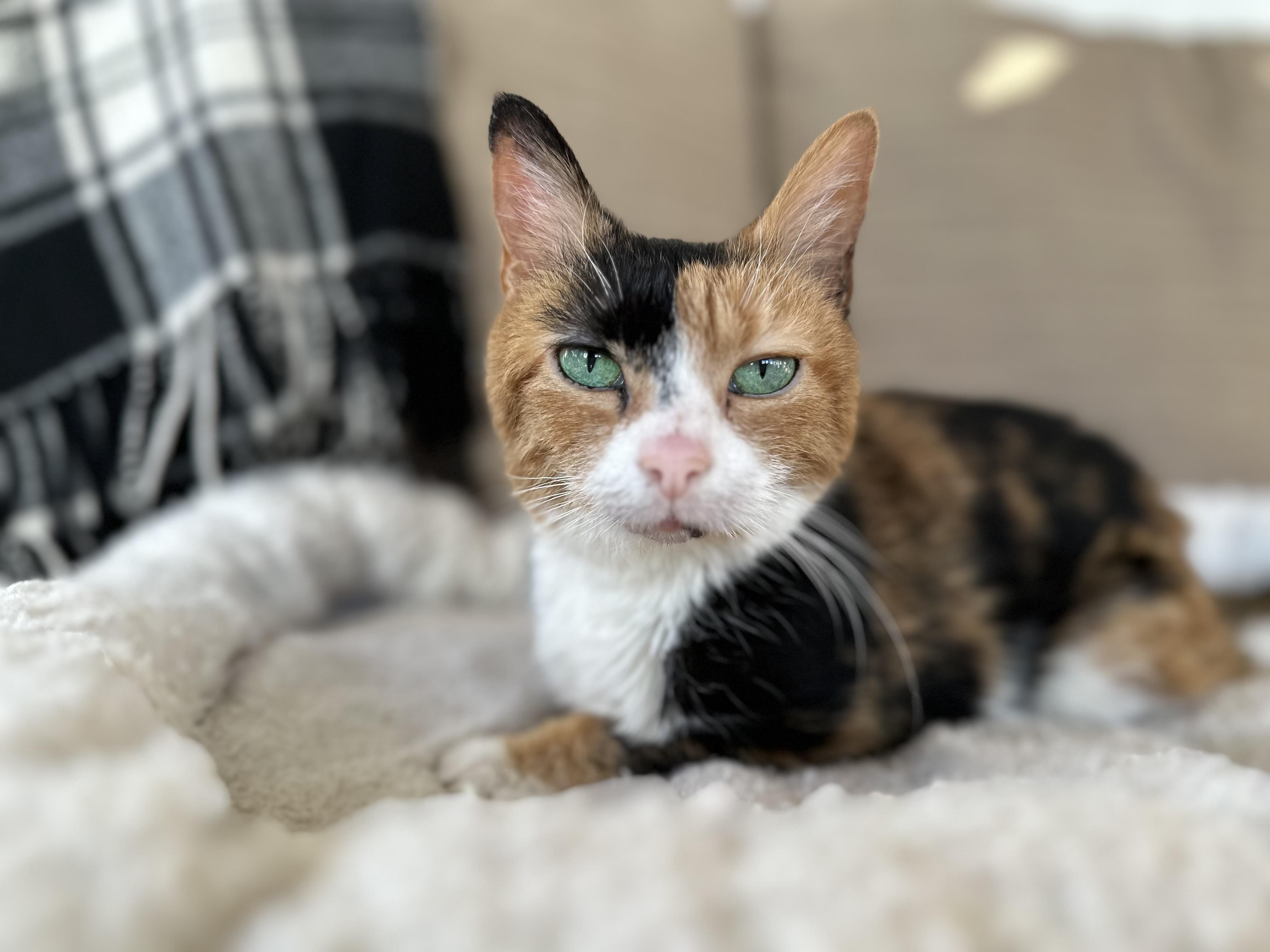 Candie, Adoptable, Adult Female Calico.