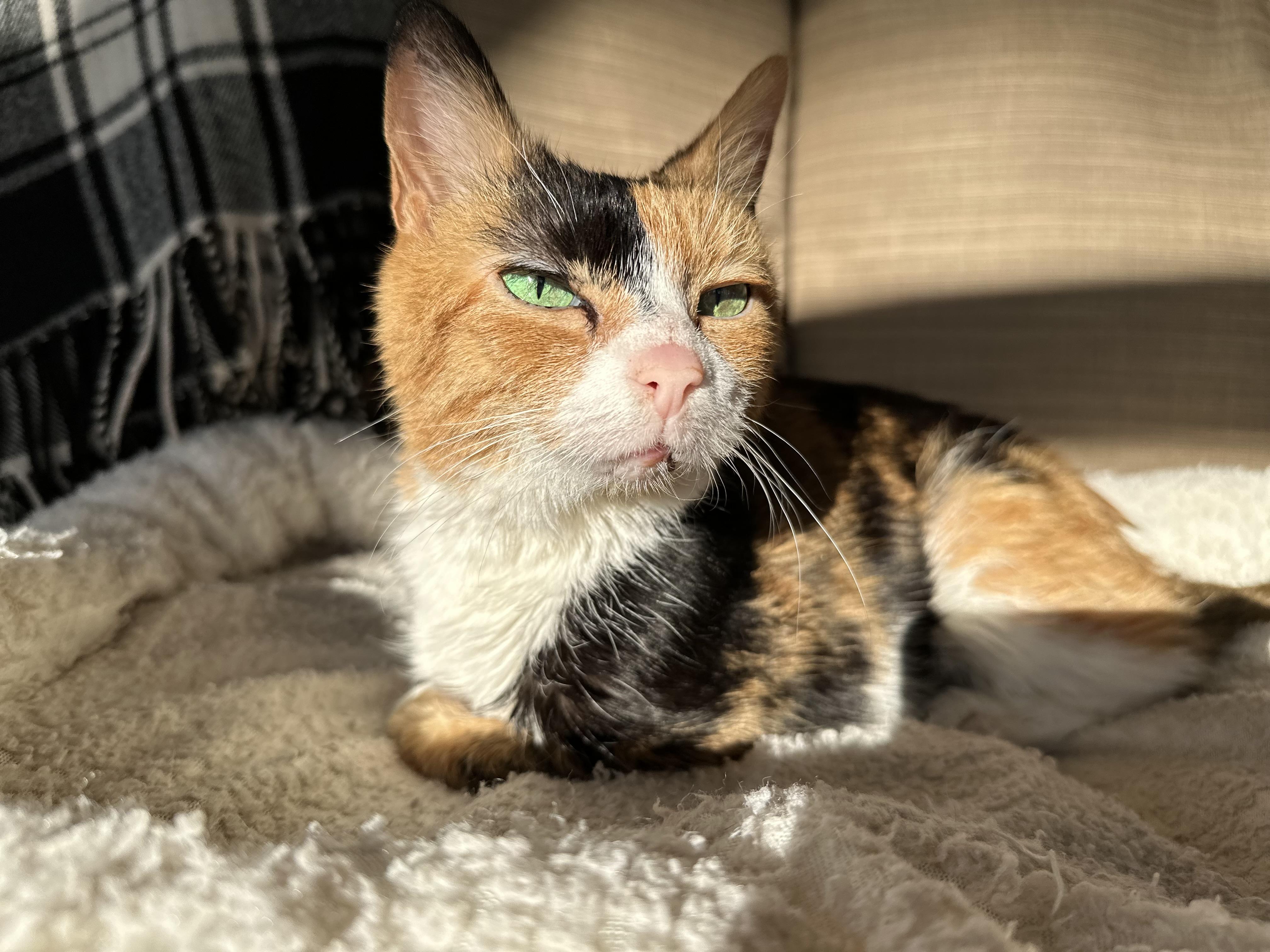 Enlarge Candie, a other Calico in Warminster, PA image 4/5