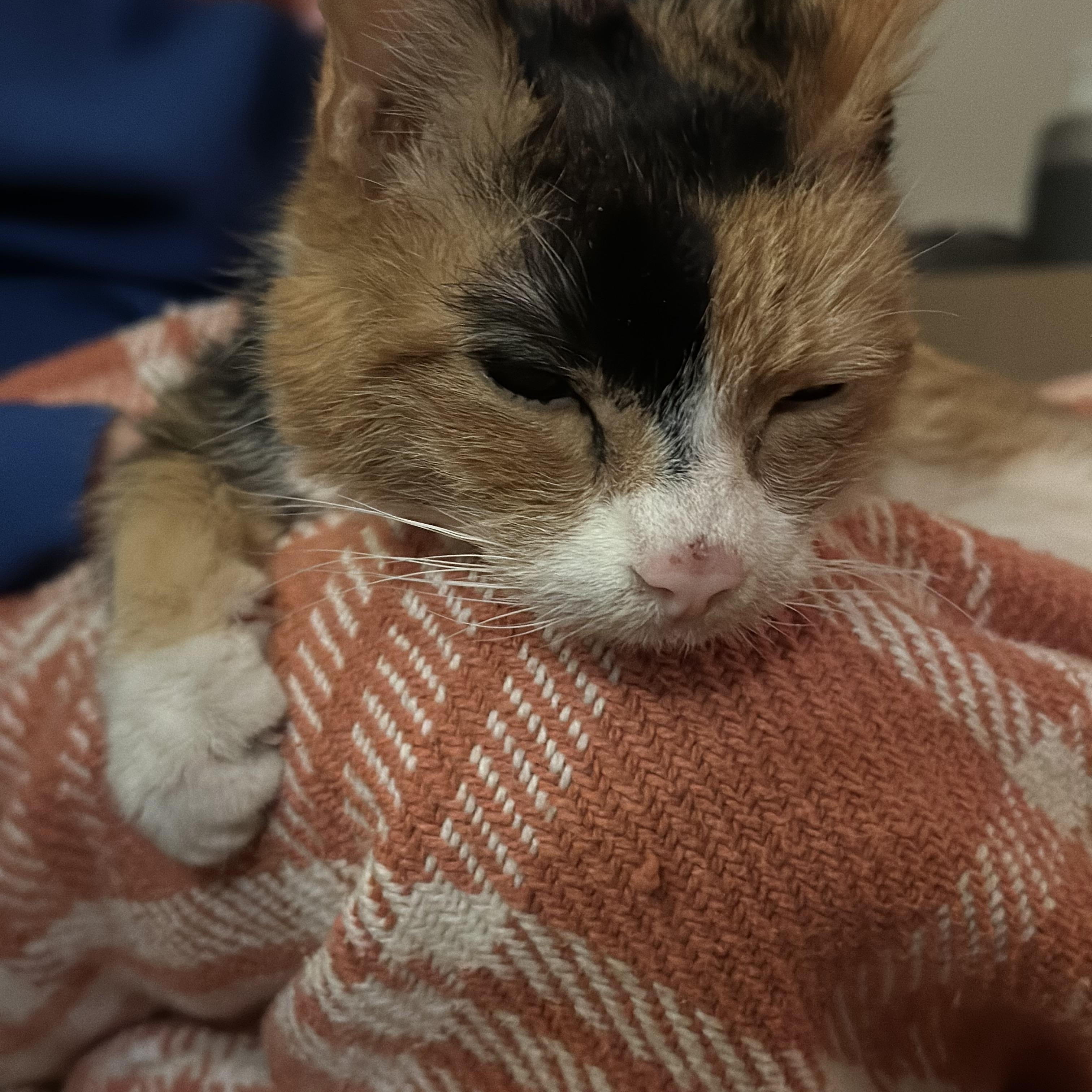 Enlarge Candie, a other Calico in Warminster, PA image 5/5