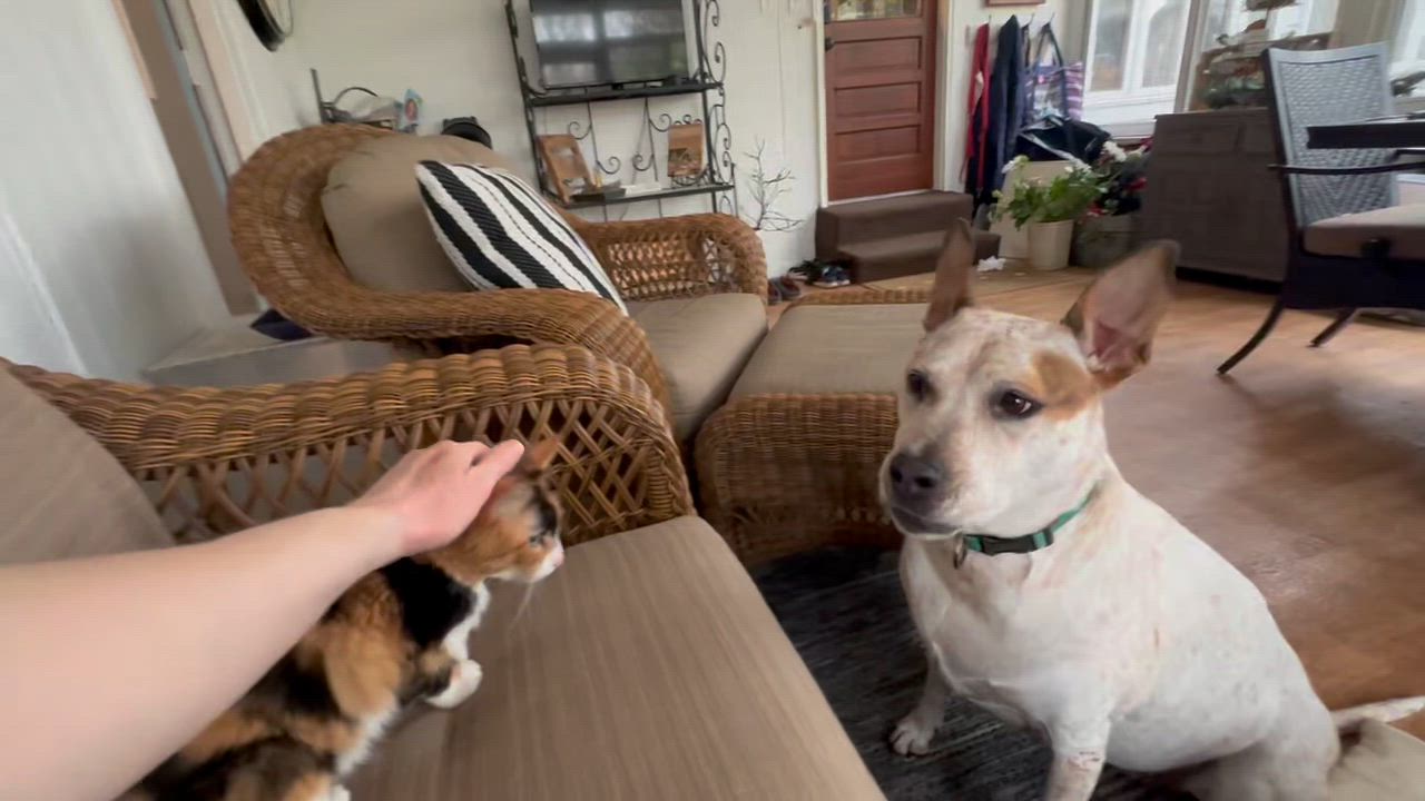 Enlarge Candie, a other Calico in Warminster, PA video 2/5