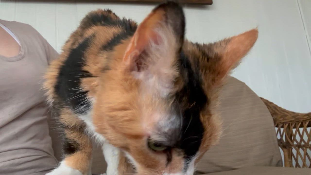 Enlarge Candie, a other Calico in Warminster, PA video 3/5