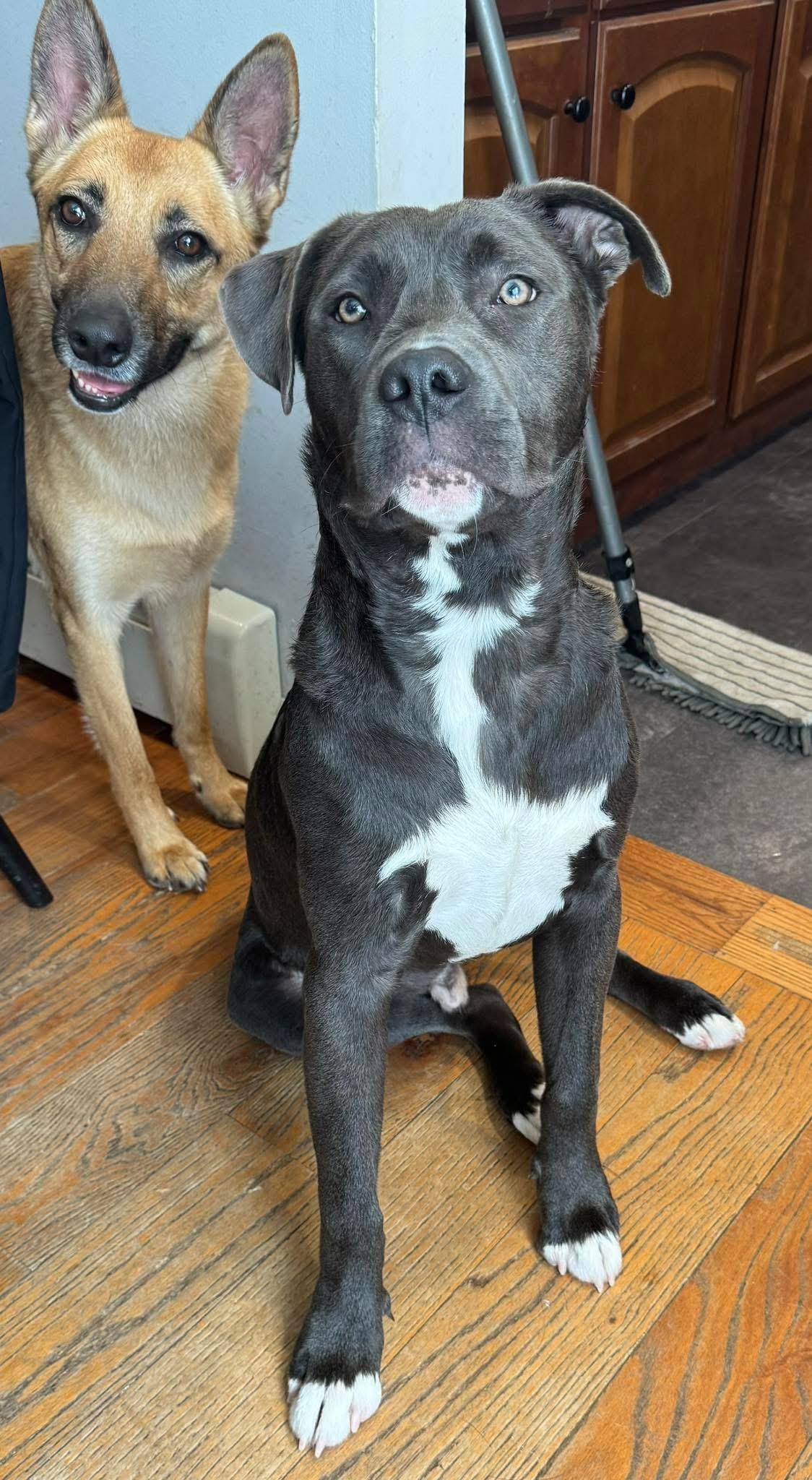 Bubba, a ADOPTABLE Pit Bull Terrier in New Rochelle, NY image 2/3