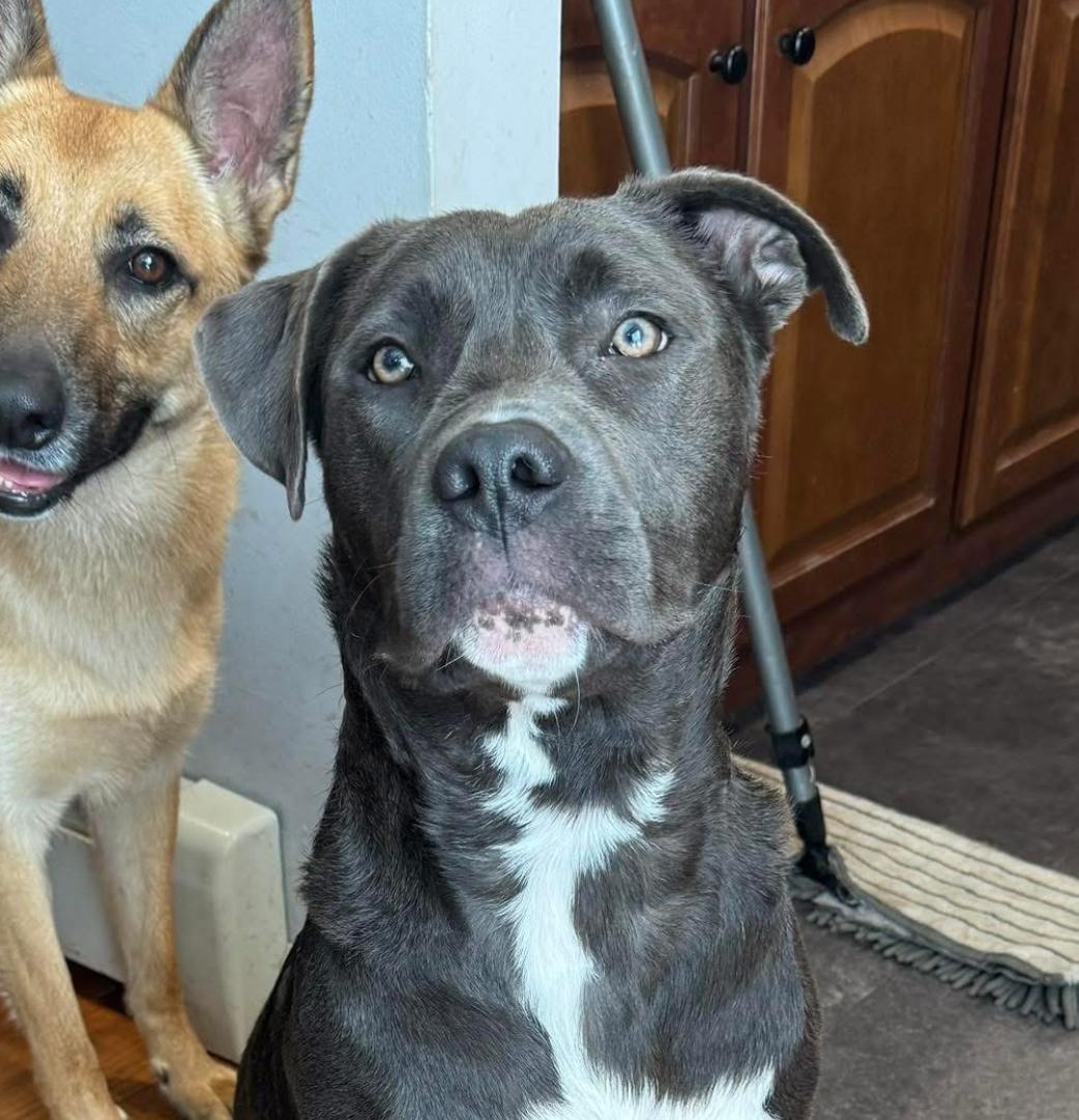 Bubba, a ADOPTABLE Pit Bull Terrier in New Rochelle, NY image 3/3