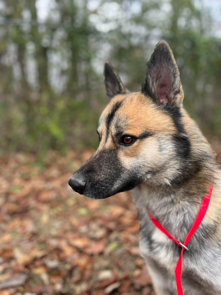 Enlarge Murphy, a Adoptable mixed breed in Princeton, IN image 1/3