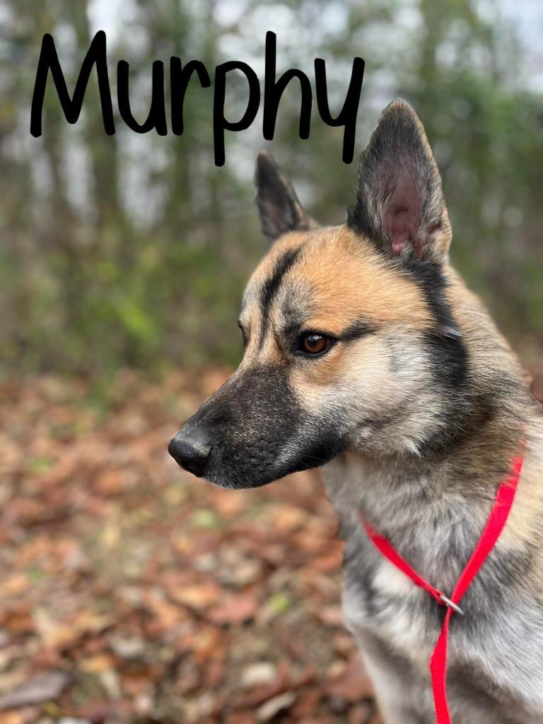 Enlarge Murphy, a Adoptable mixed breed in Princeton, IN image 4/6