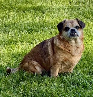 Parker, ADOPTABLE, Adult Male Puggle.