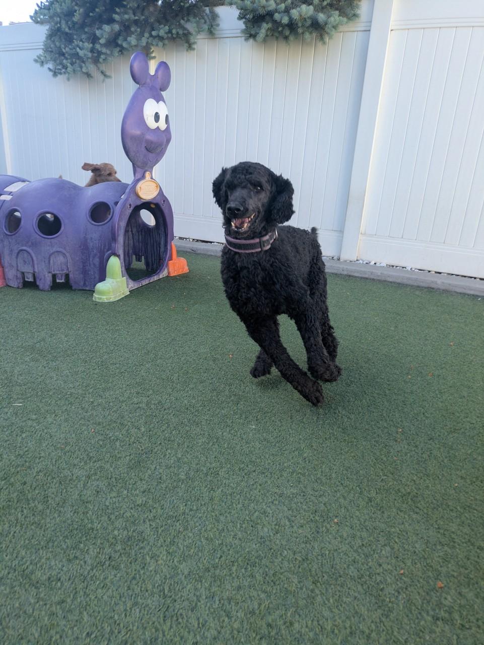 Nora, a ADOPTABLE Standard Poodle in Orem, UT image 5/5