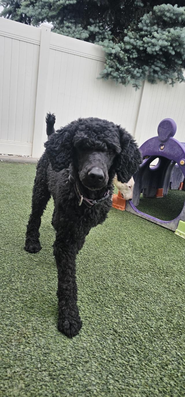 Nora, ADOPTABLE, Adult Female Standard Poodle.