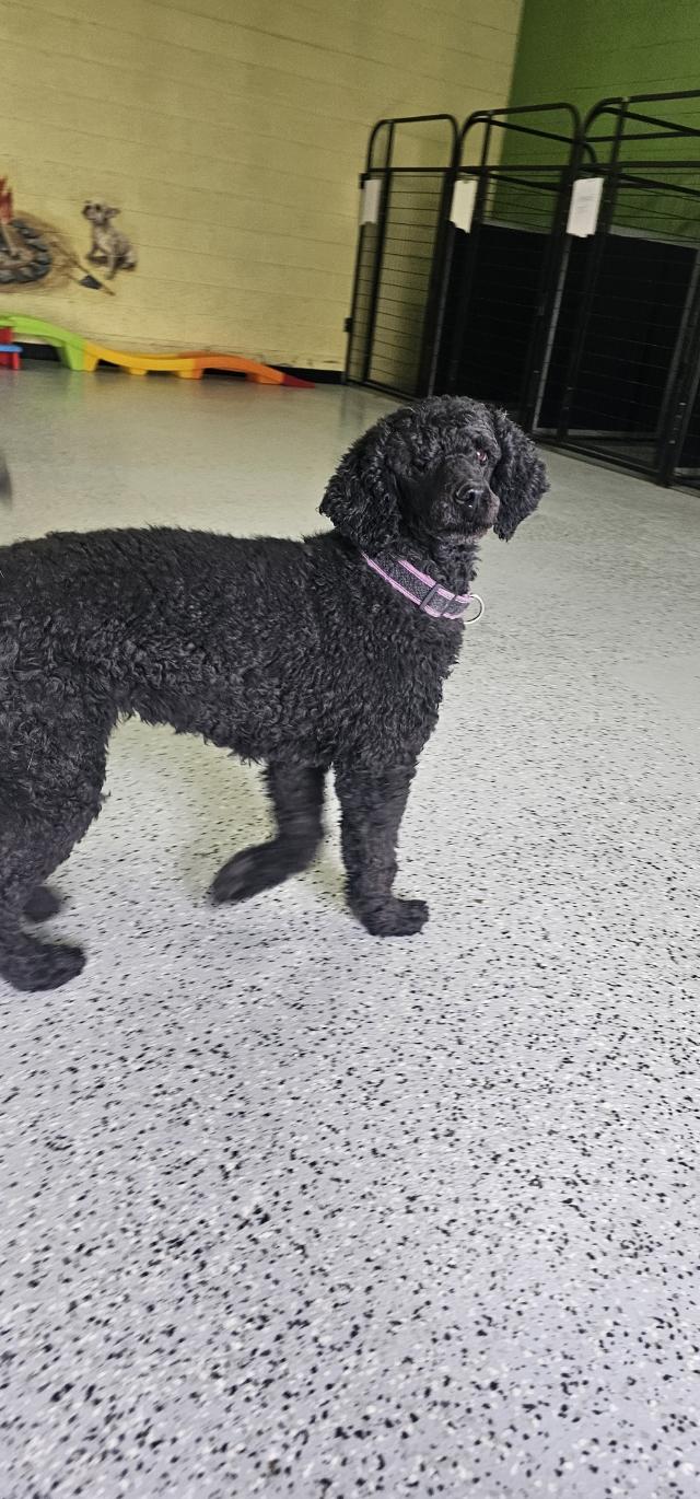 Nora, a ADOPTABLE Standard Poodle in Orem, UT image 2/5