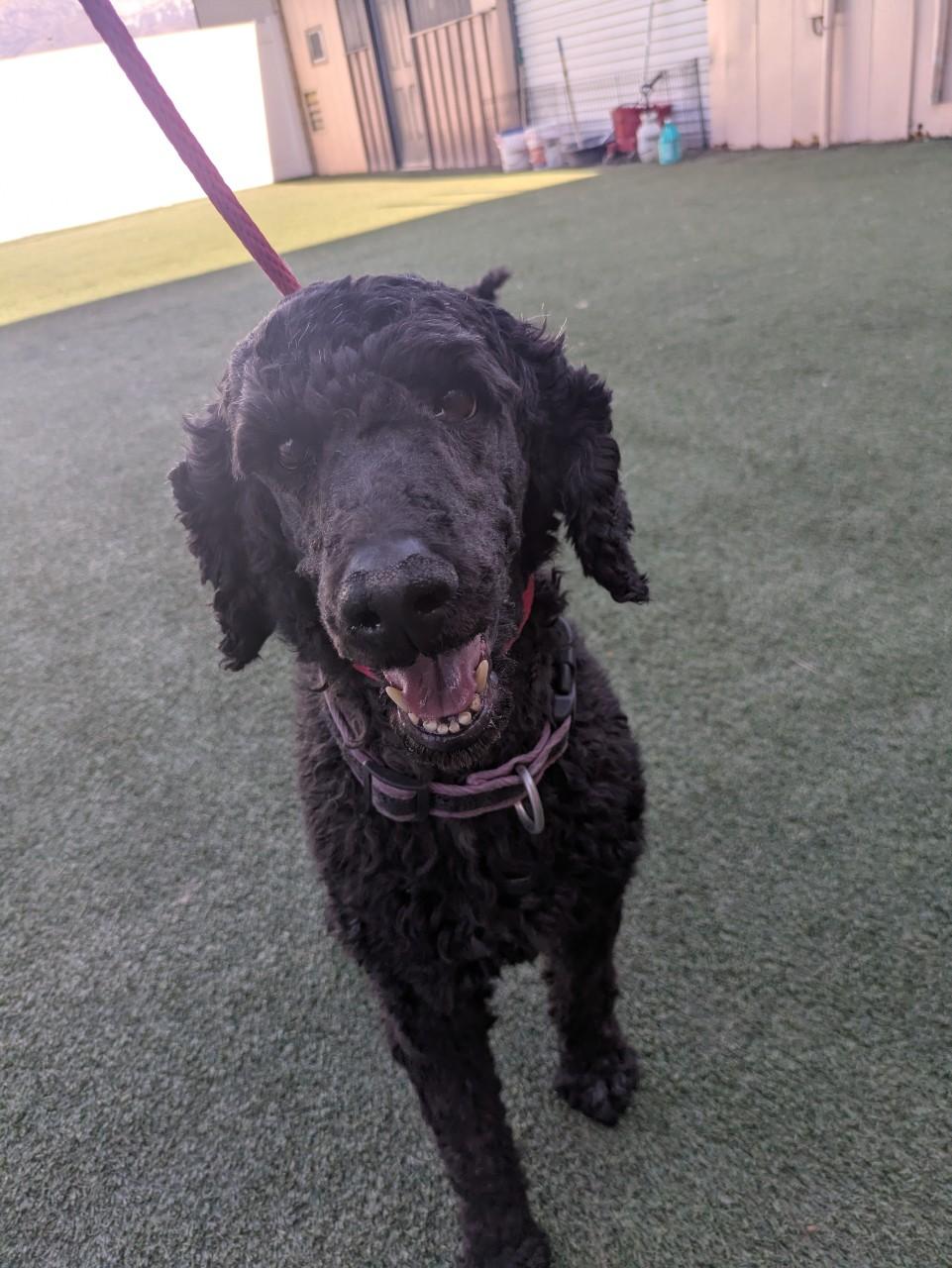 Nora, a ADOPTABLE Standard Poodle in Orem, UT image 3/5