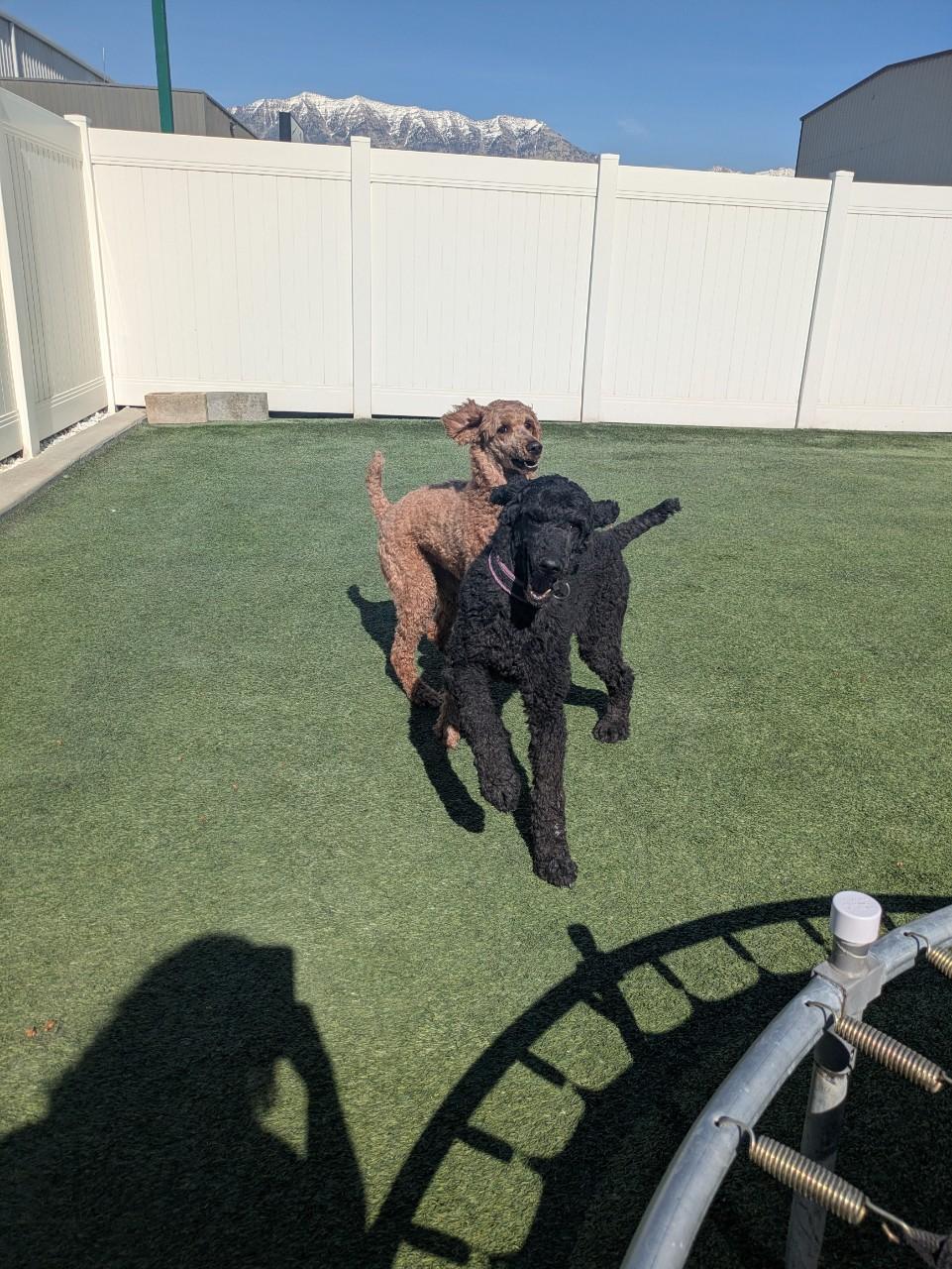 Nora, a ADOPTABLE Standard Poodle in Orem, UT image 4/5