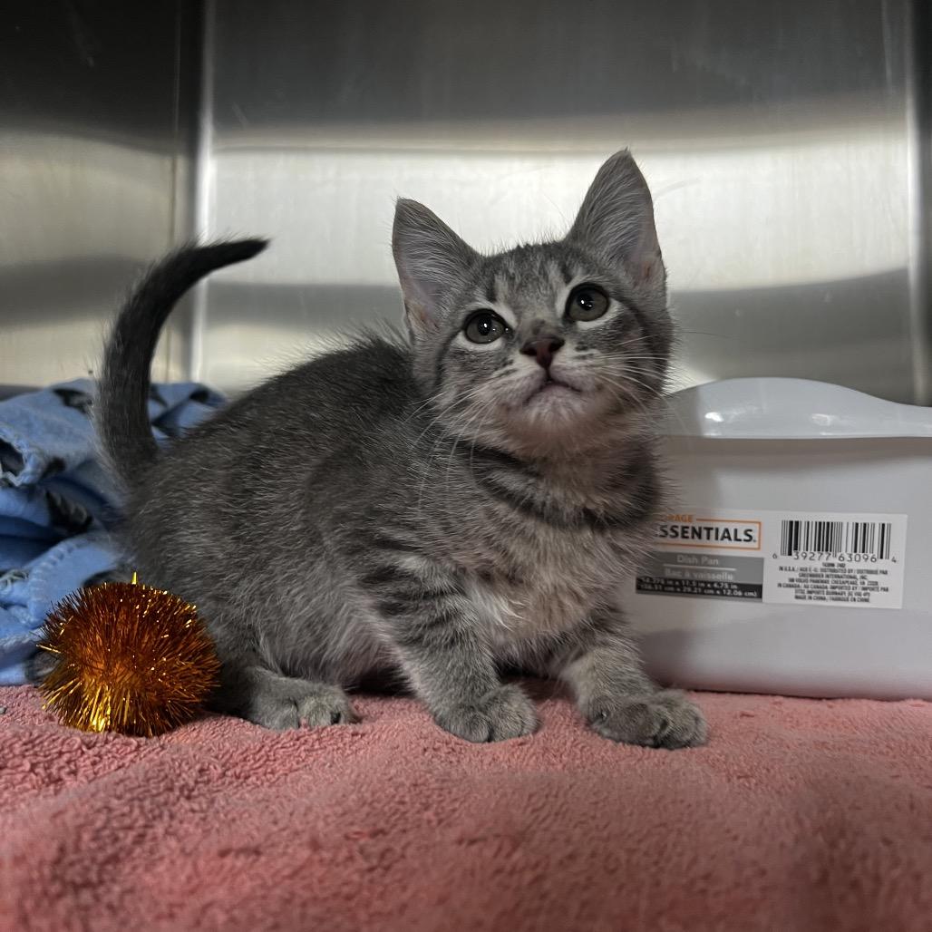 Enlarge Dolly, a Adoptable Domestic Short Hair in Harrisville, WV image 1/1