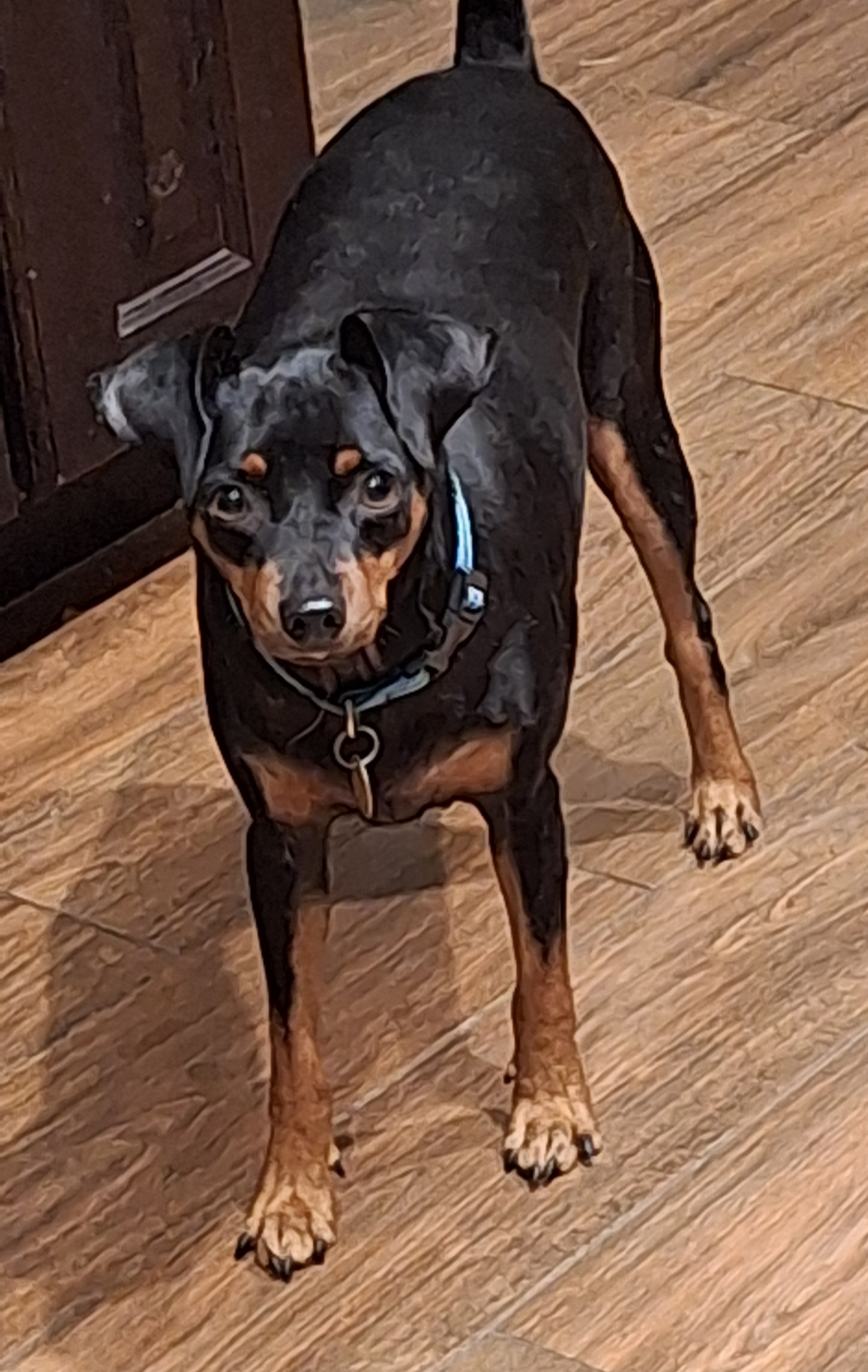 Enlarge Peanut, an adopted Miniature Pinscher in Davie, FL image 1/5