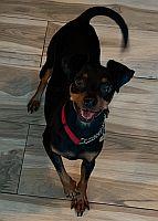 Enlarge Peanut, an adopted Miniature Pinscher in Davie, FL image 2/5