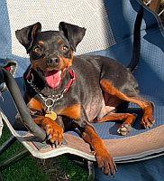 Enlarge Peanut, an adopted Miniature Pinscher in Davie, FL image 3/5