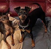 Enlarge Peanut, an adopted Miniature Pinscher in Davie, FL image 4/5