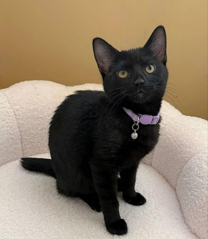 Sabel ( Bobtail!), Adopted, Young Female American Bobtail & Bombay.