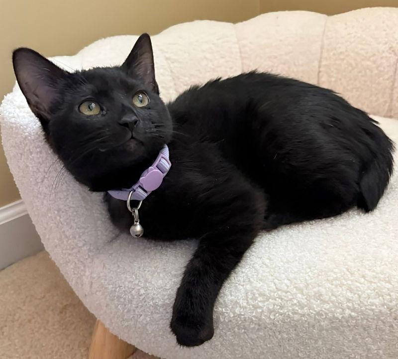 Sabel ( Bobtail!), a Adopted mixed breed in Knoxville, TN image 2/3