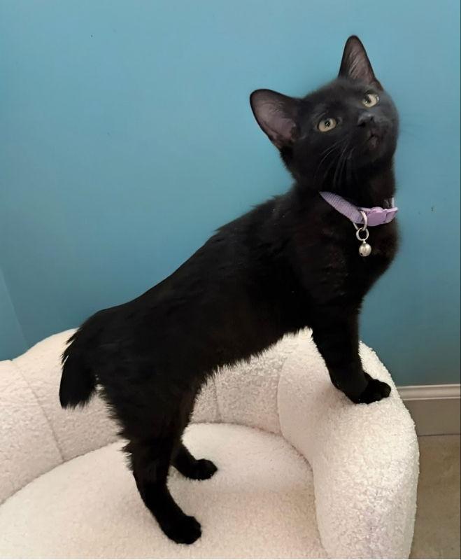 Sabel ( Bobtail!), a Adopted mixed breed in Knoxville, TN image 3/3