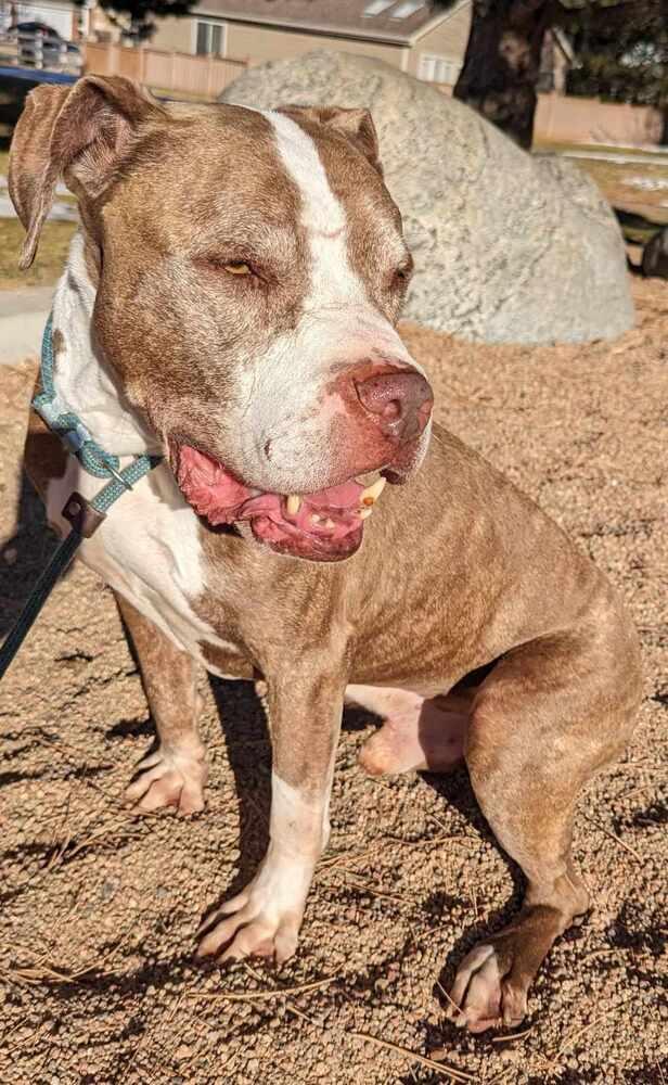 Enlarge Dumbledore, a Adopted mixed breed in Cortez, CO image 2/5