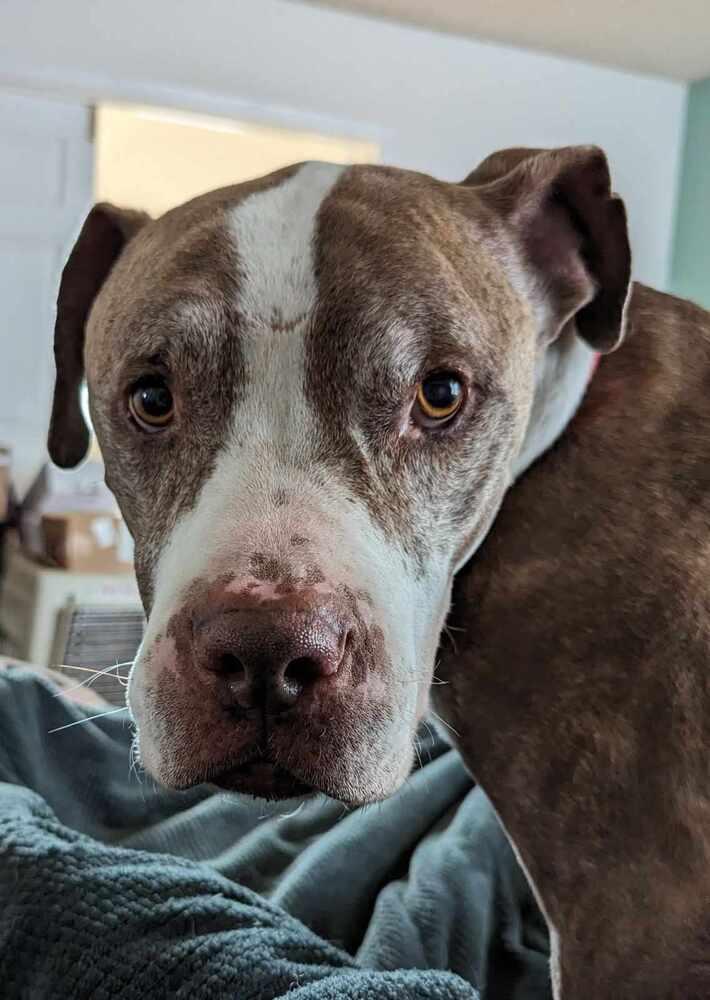 Enlarge Dumbledore, a Adopted mixed breed in Cortez, CO image 3/5