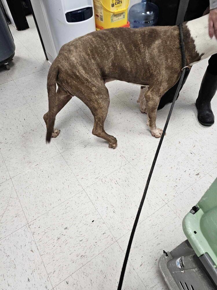 Enlarge Dumbledore, a Adopted mixed breed in Cortez, CO image 4/5