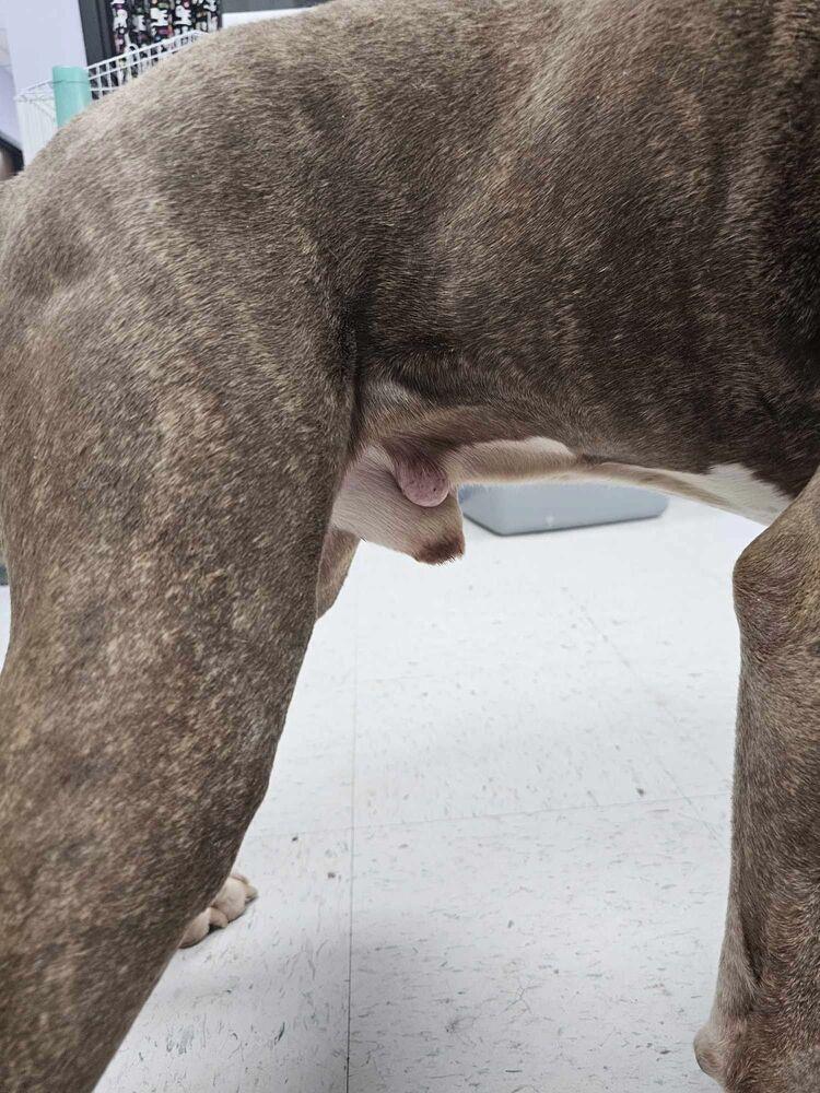 Enlarge Dumbledore, a Adopted mixed breed in Cortez, CO image 5/5