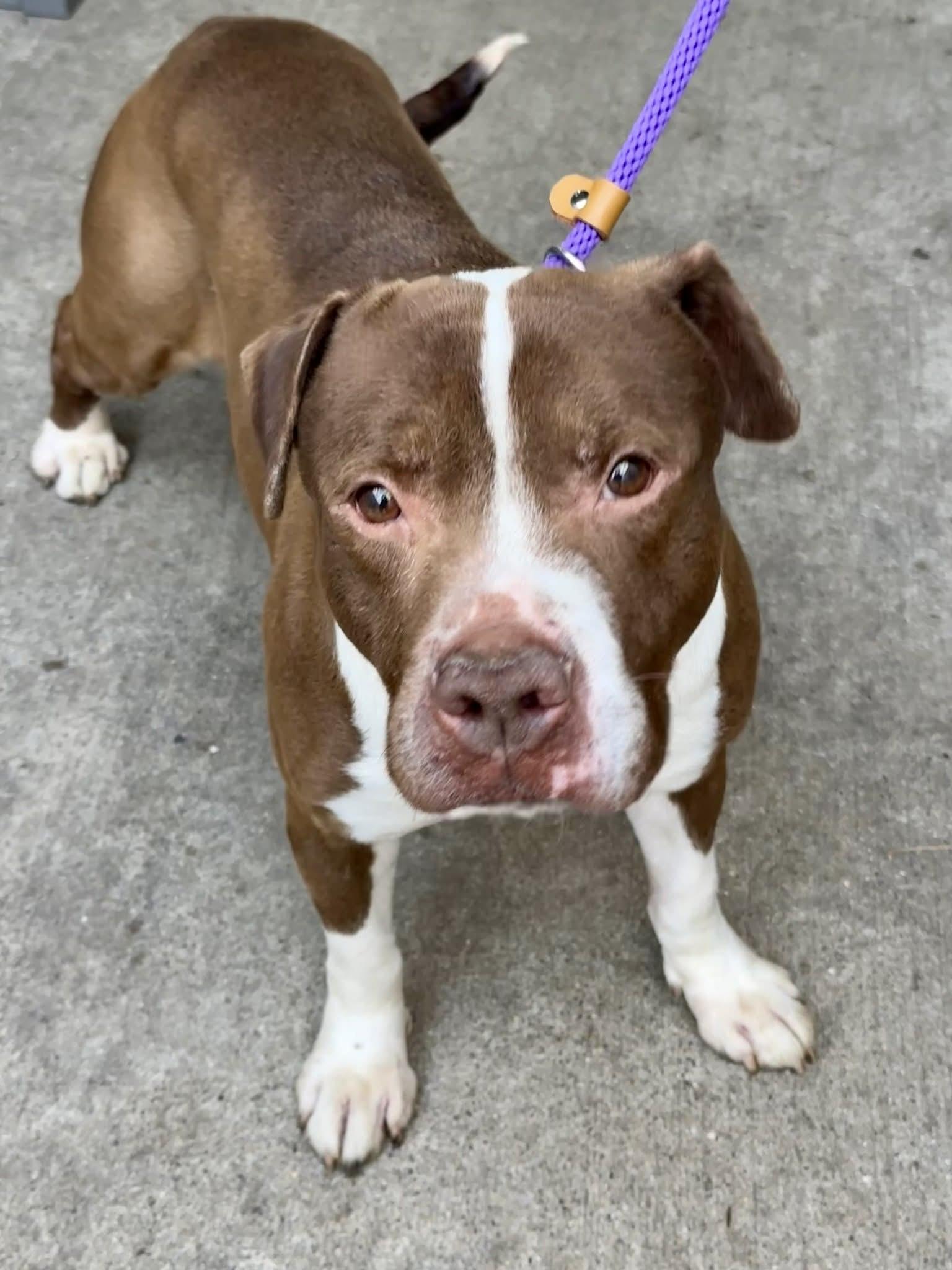Bluebeard, a ADOPTABLE Pit Bull Terrier in Chicago, IL image 4/4