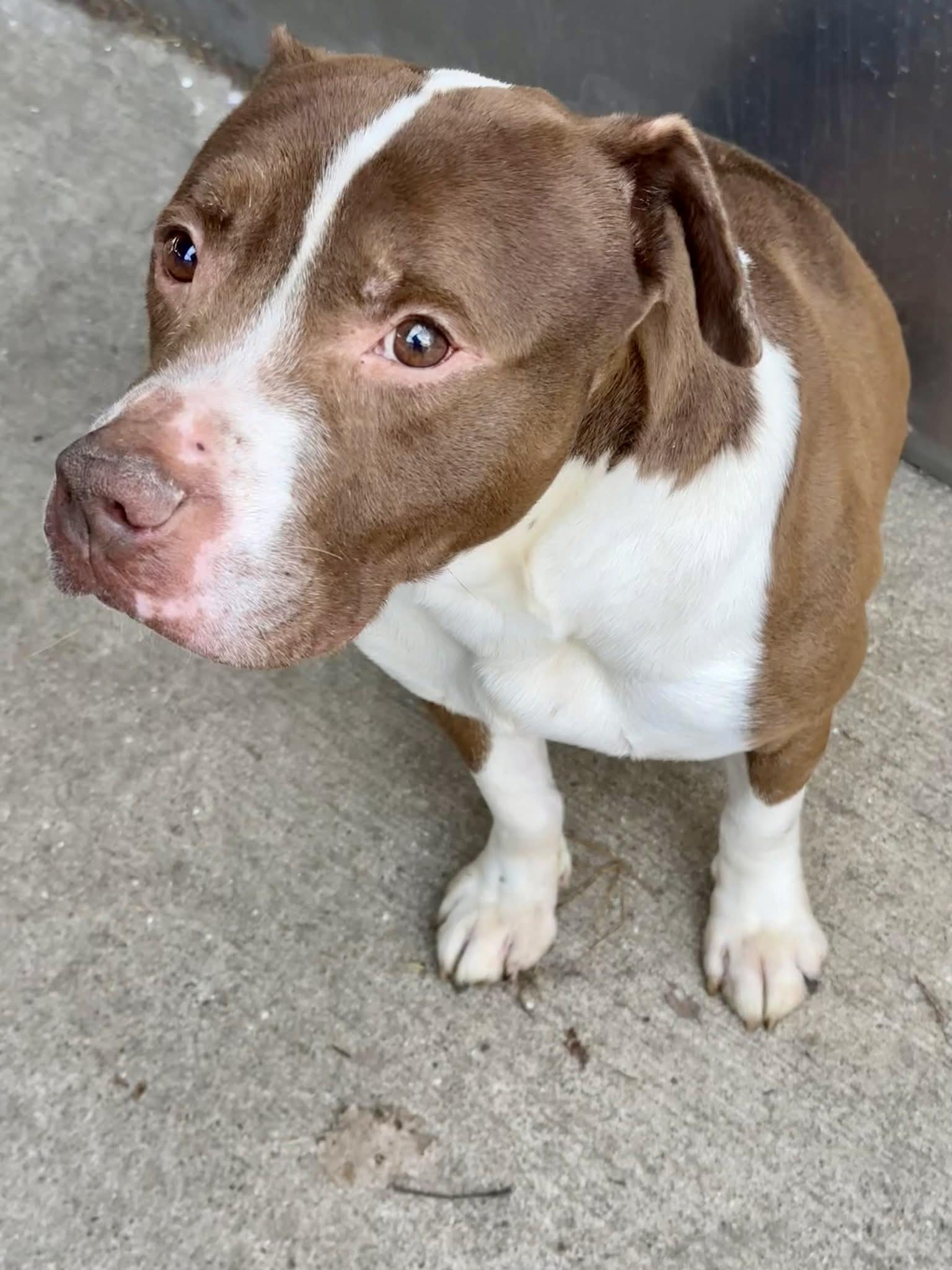 Bluebeard, a ADOPTABLE Pit Bull Terrier in Chicago, IL image 2/4