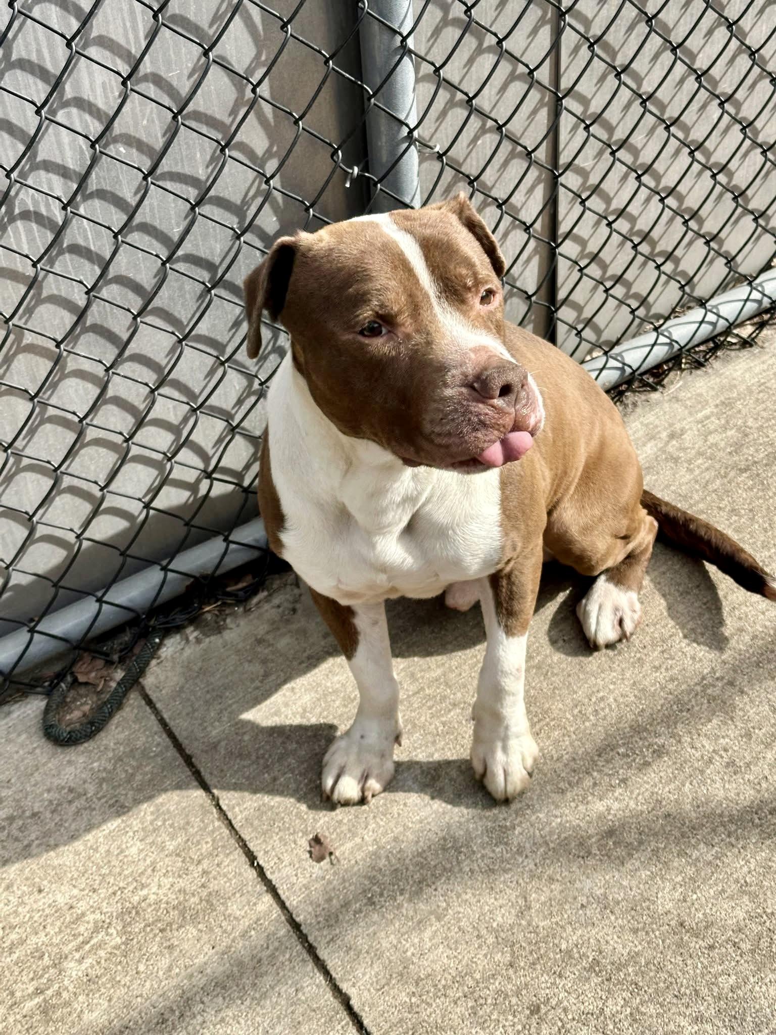 Bluebeard, a ADOPTABLE Pit Bull Terrier in Chicago, IL image 3/4