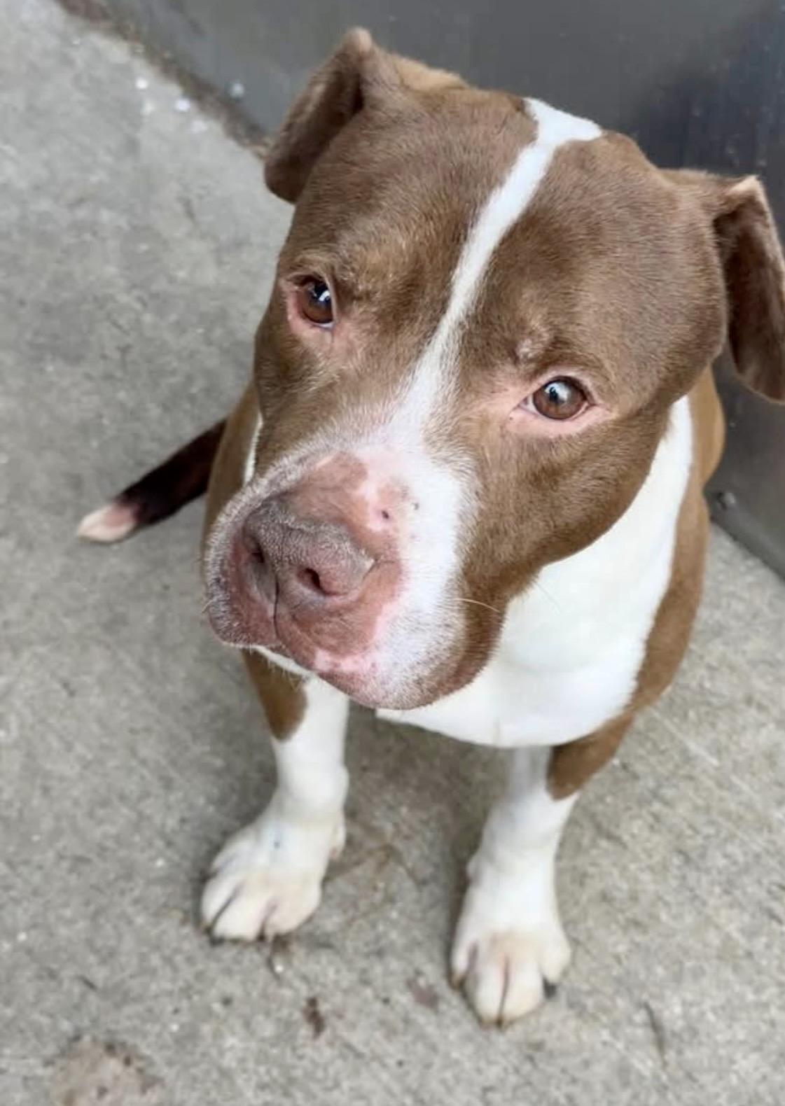 Bluebeard, a ADOPTABLE Pit Bull Terrier in Chicago, IL image 1/4