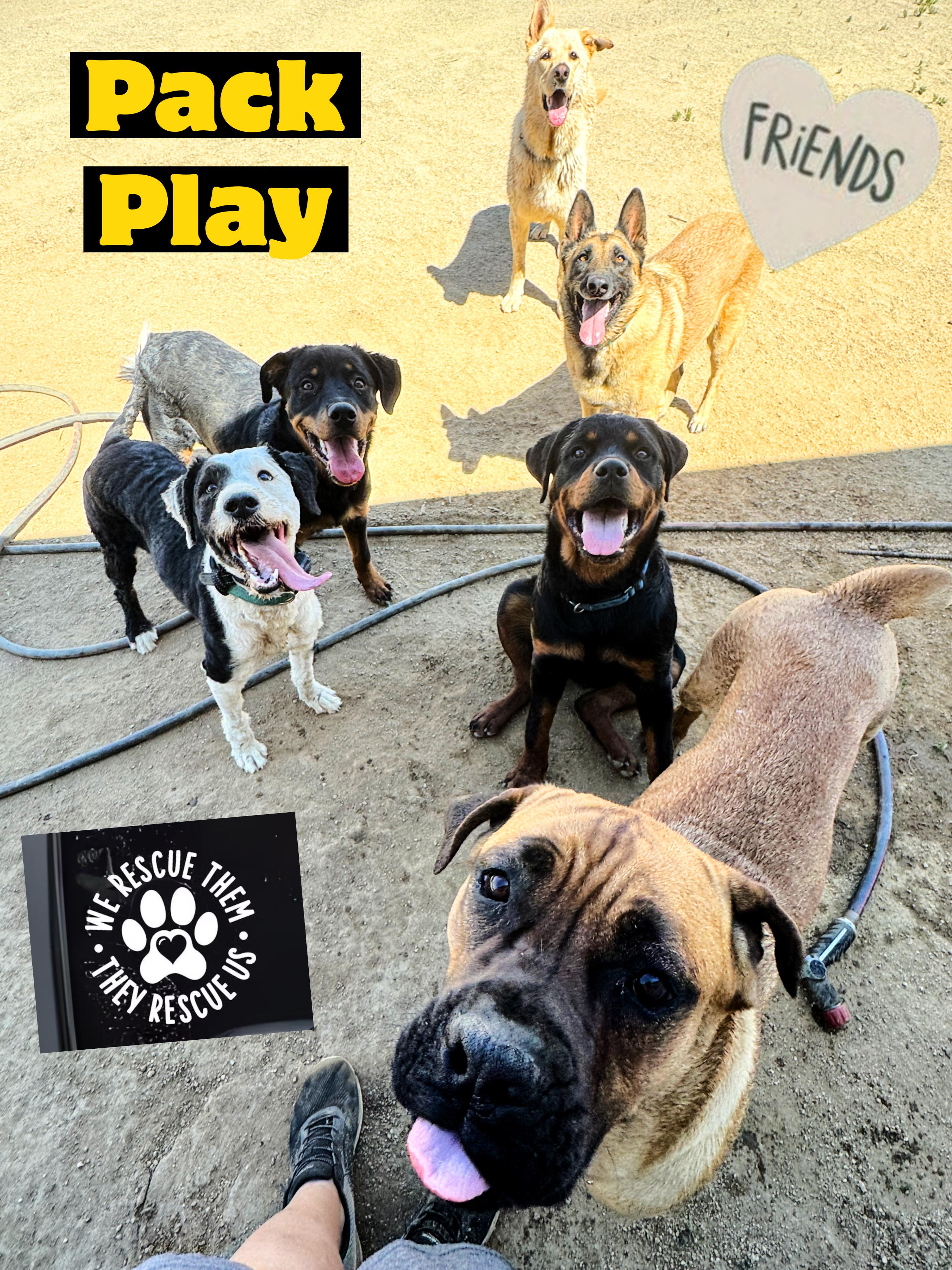 Enlarge MAZIKEEN, a Adoptable mixed breed in Perris, CA image 3/5