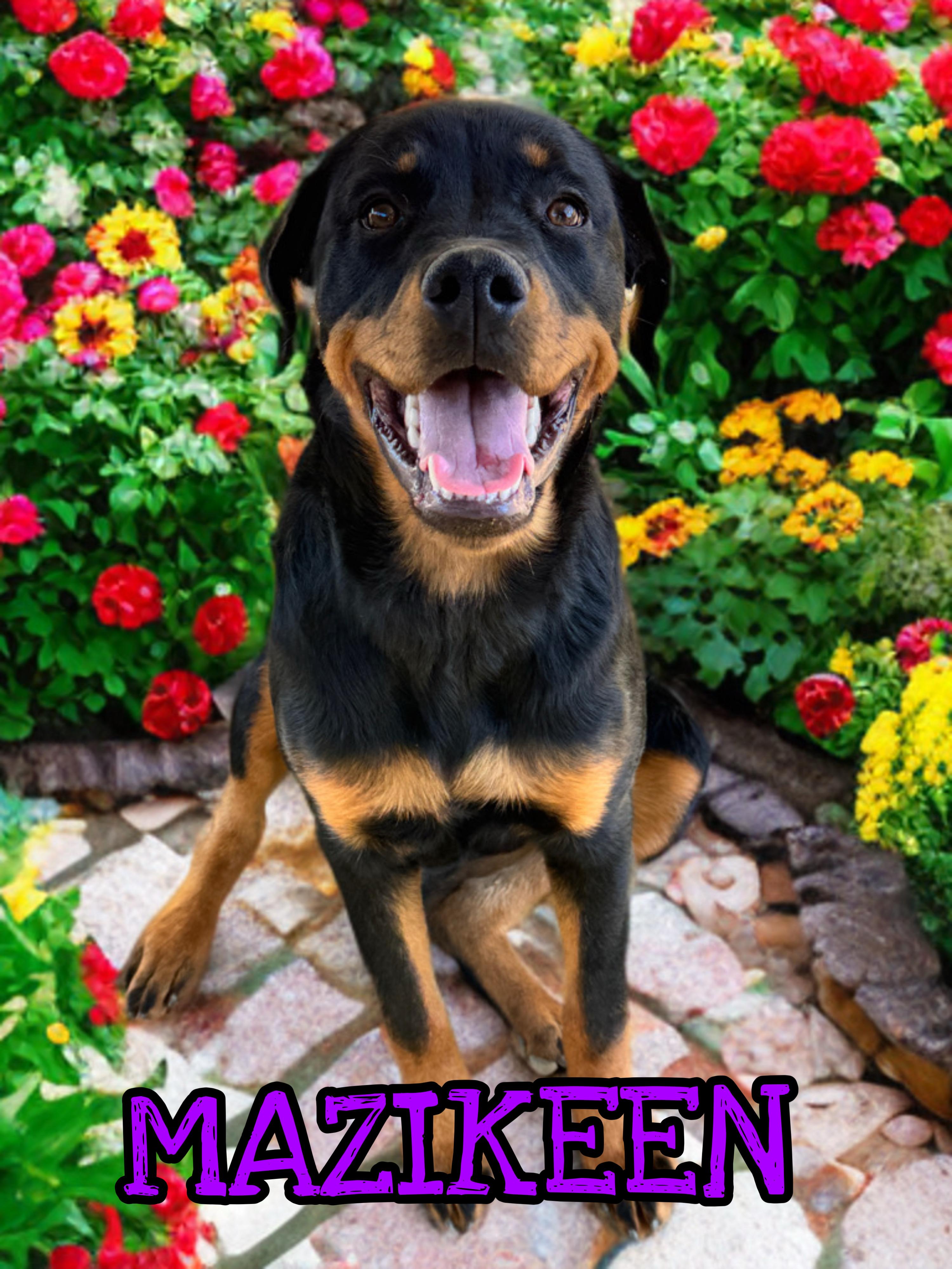 Enlarge MAZIKEEN, a Adoptable mixed breed in Perris, CA image 1/5