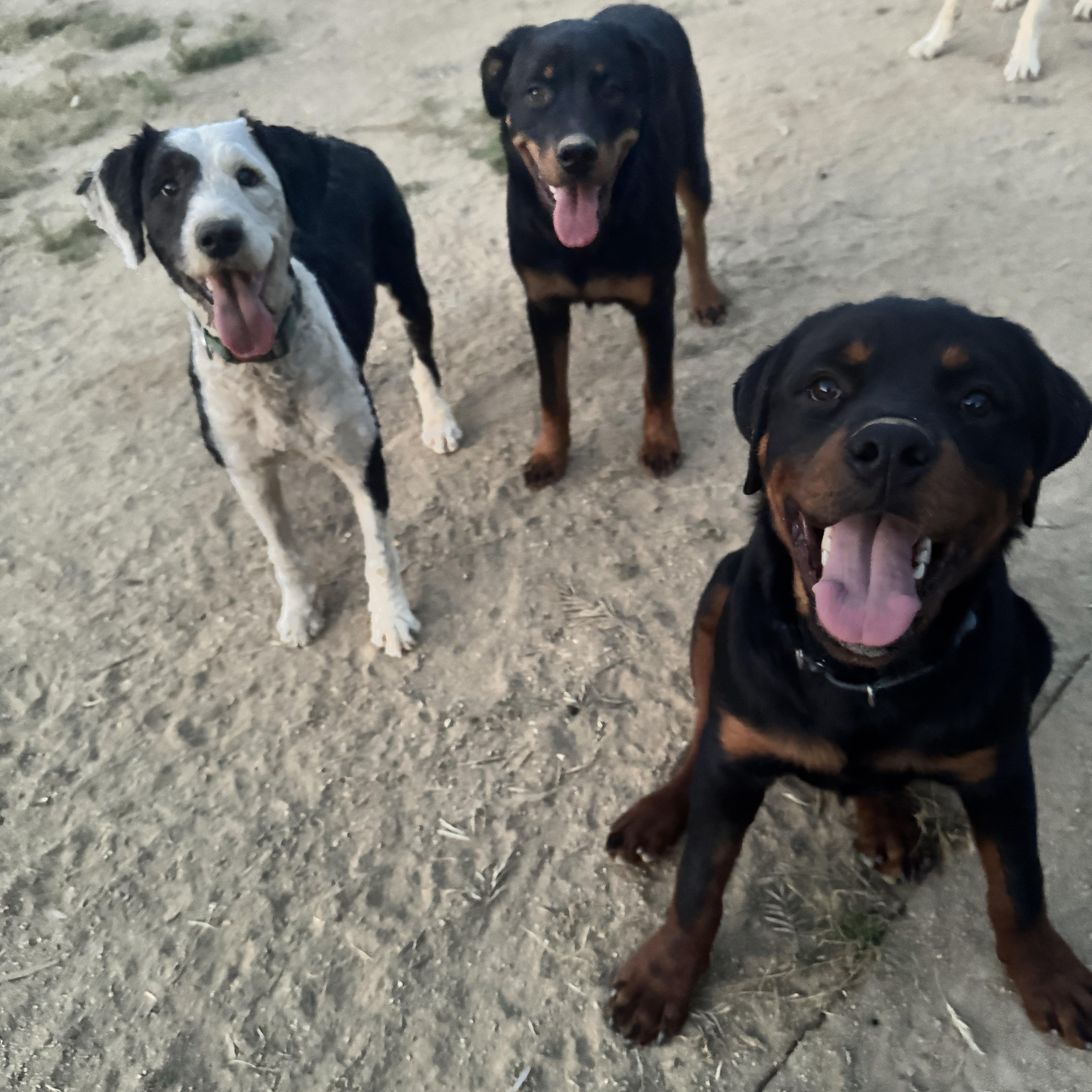 Enlarge MAZIKEEN, a Adoptable mixed breed in Perris, CA image 5/5