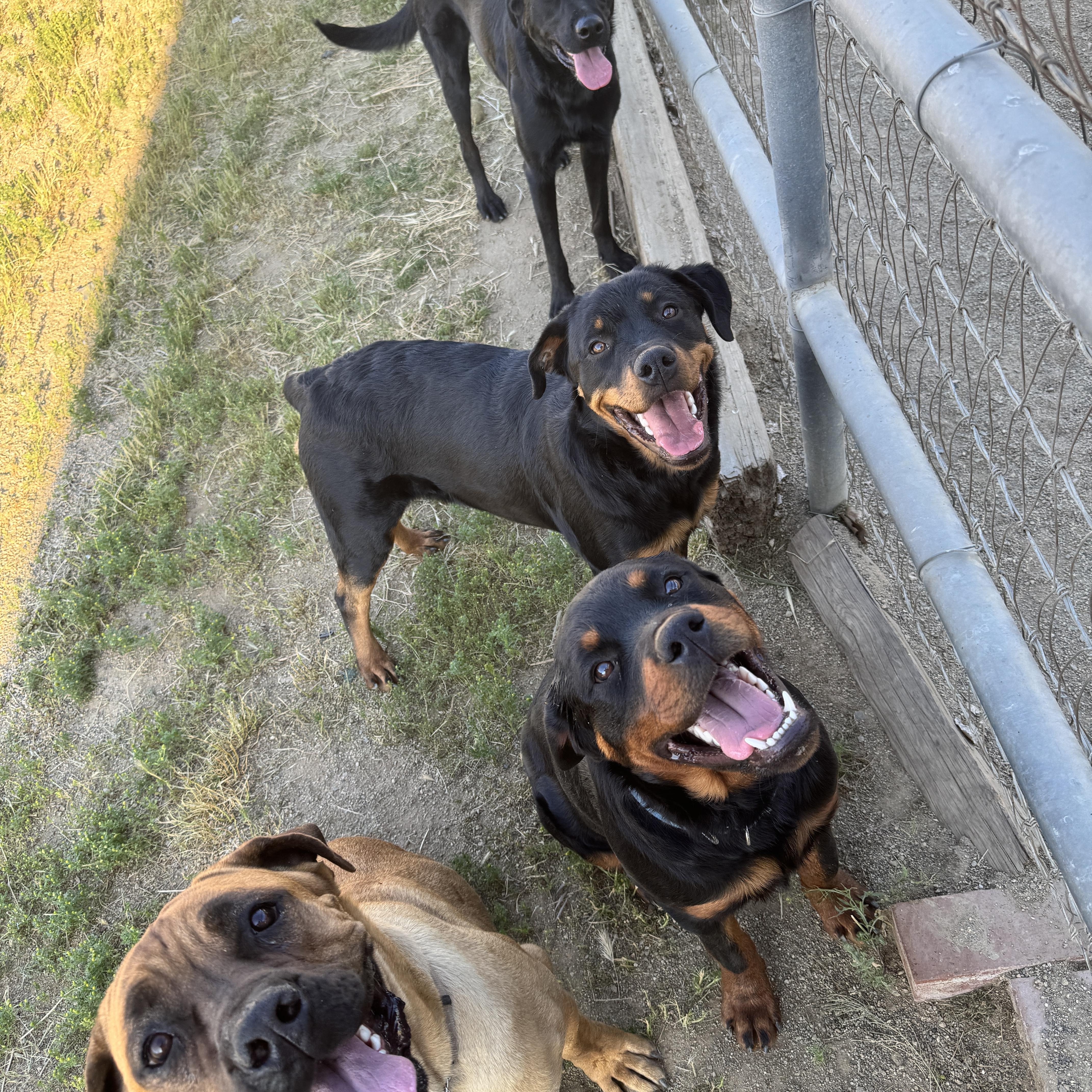 Enlarge MAZIKEEN, a Adoptable mixed breed in Perris, CA image 4/5