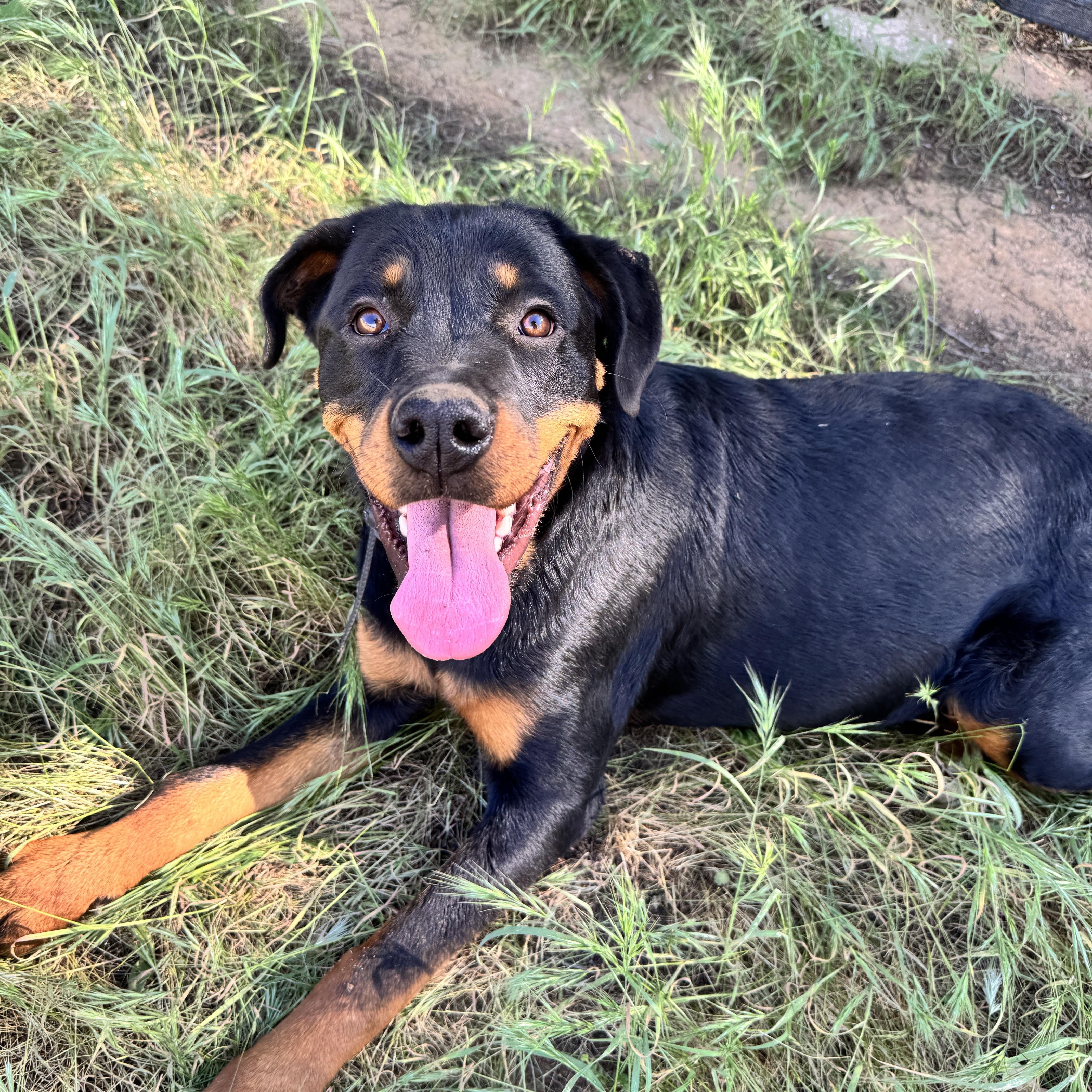 Enlarge MAZIKEEN, a Adoptable mixed breed in Perris, CA image 2/5