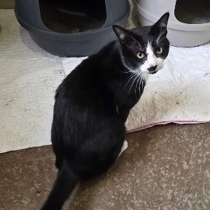 Enlarge Batman, an adopted Domestic Short Hair in West Greenwich, RI image 4/6