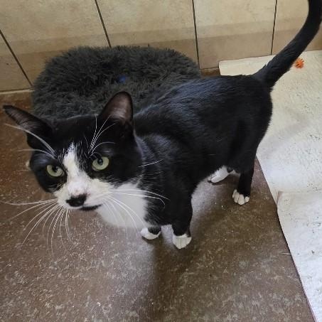 Enlarge Batman, an adopted Domestic Short Hair in West Greenwich, RI image 6/6