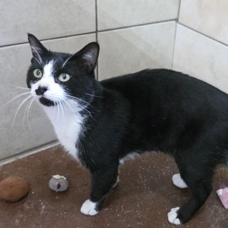 Enlarge Batman, an adopted Domestic Short Hair in West Greenwich, RI image 5/6