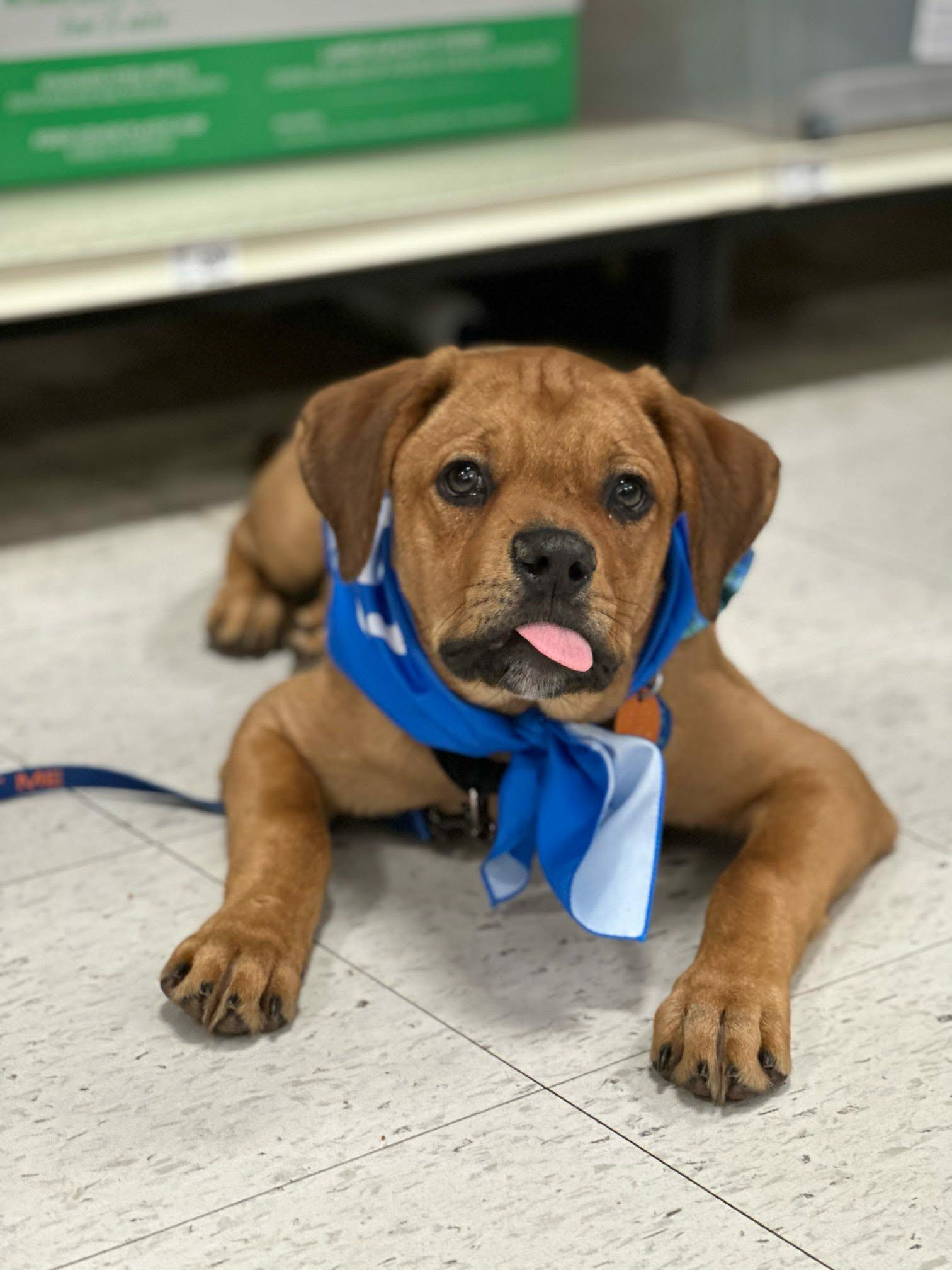 Howie, ADOPTABLE, Puppy Male Labrador Retriever.