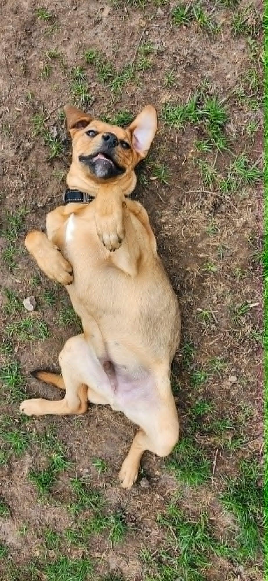 Howie, a ADOPTABLE mixed breed in De Pere, WI image 2/4